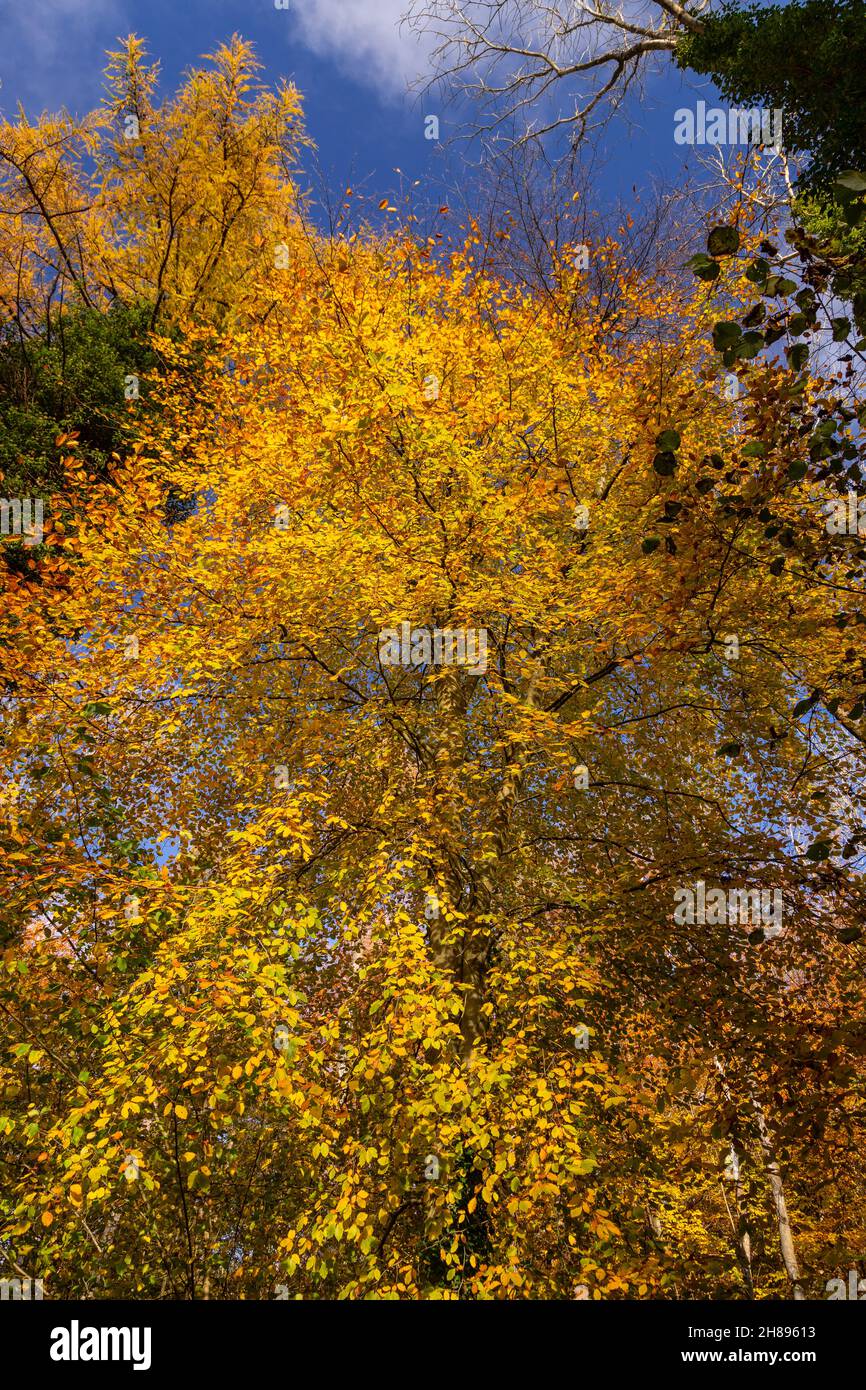 Alberi in colori autunnali, Loggerheads, Galles del Nord Foto Stock