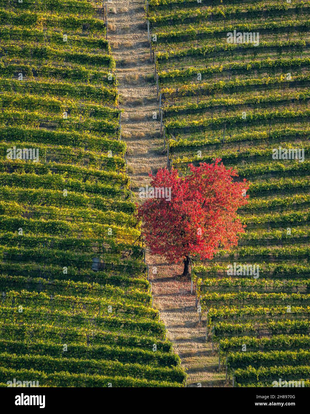 Fantastici colori della stagione autunnale vicino al villaggio di Serralunga d'Alba. Nelle Langhe, Cuneo, Piemonte, Italia. Foto Stock