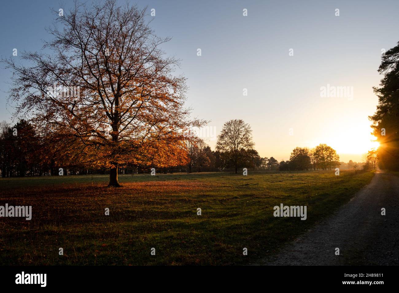 Foresta tedesca al tramonto con sentiero nella riserva naturale integrale Brachenleite e ex campo di addestramento militare vicino Tauberbischofsheim. Foto Stock