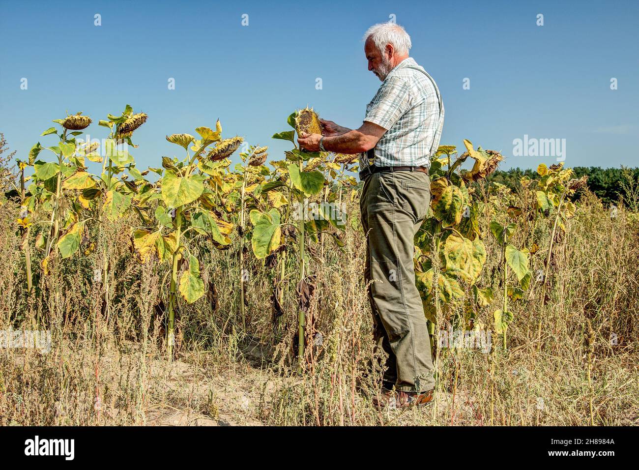 Il vecchio contadino esperto guarda con adorazione i girasoli sul suo campo di pappagallo. Il cambiamento climatico e la mancanza di pioggia stanno rendendo l'agricoltura sempre più mite Foto Stock
