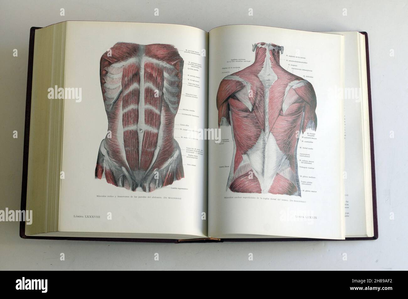 libro di biologia umana. muscoli del corpo. muscoli del tronco e della schiena del corpo umano Foto Stock