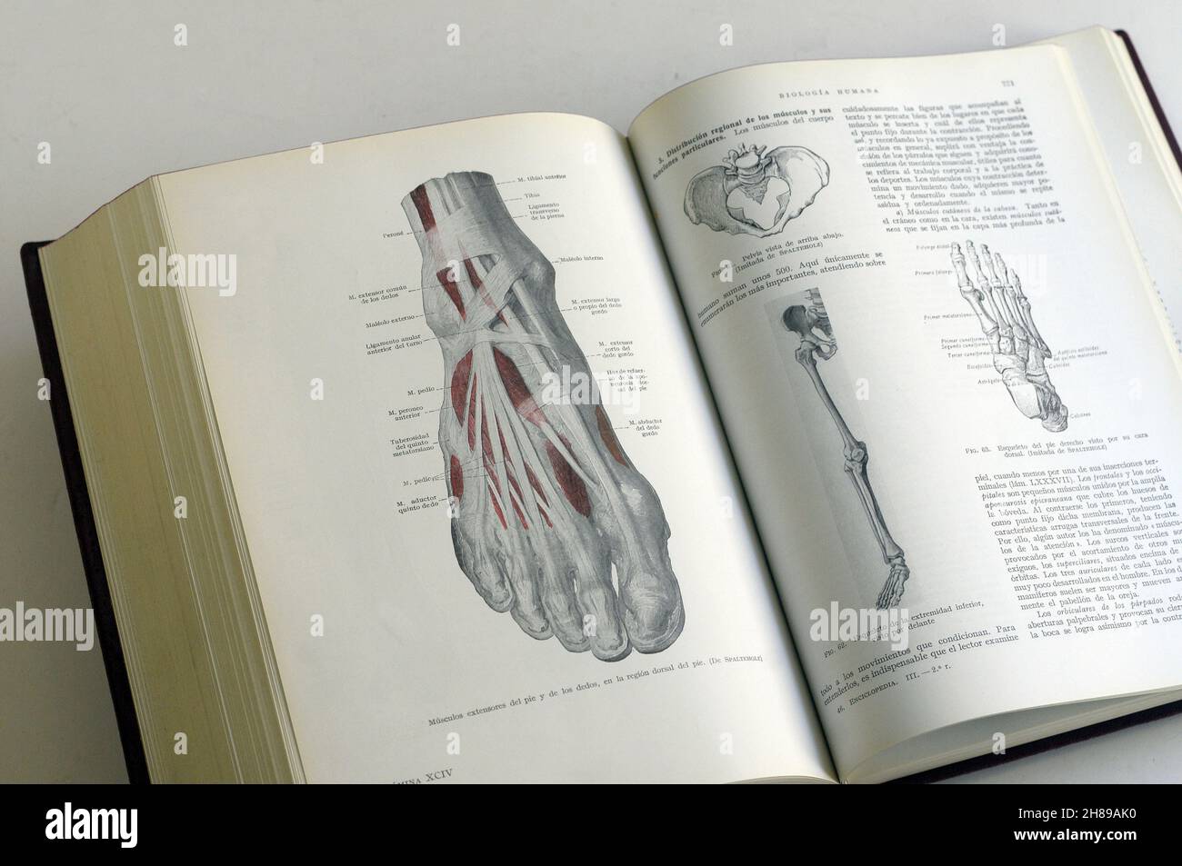 biologia umana, ossa del piede, muscoli del piede, ossa pelviche, ossa delle gambe Foto Stock