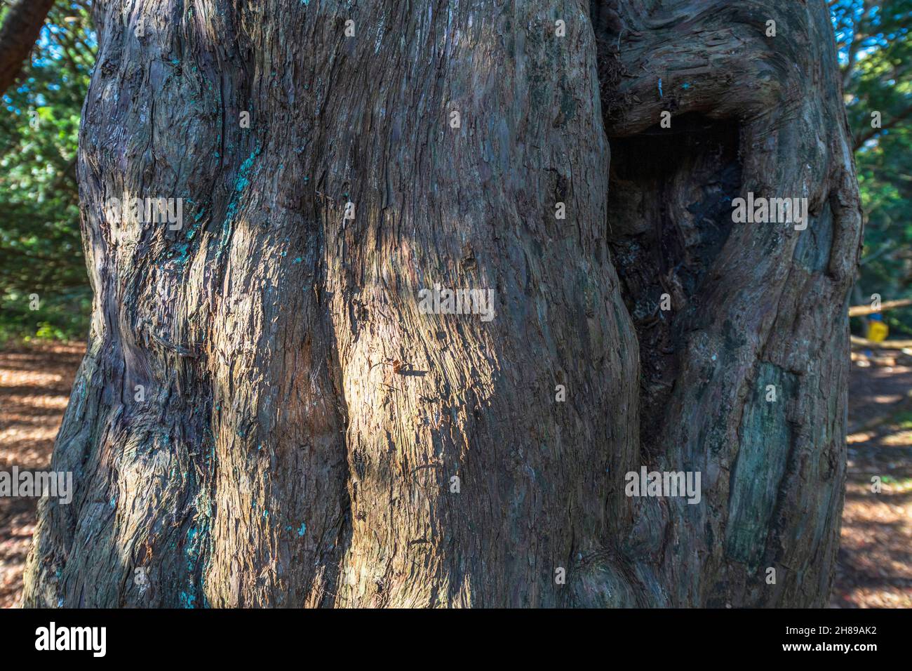 Il tronco bulboso di un antico albero di Yew a Kingley vale, West Sussex, Regno Unito. Foto Stock