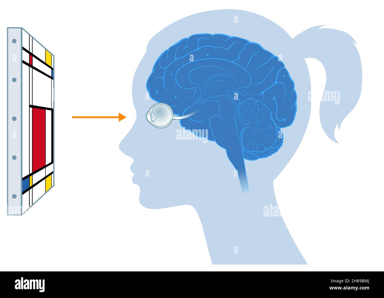 Grafico della visione cerebrale Foto Stock