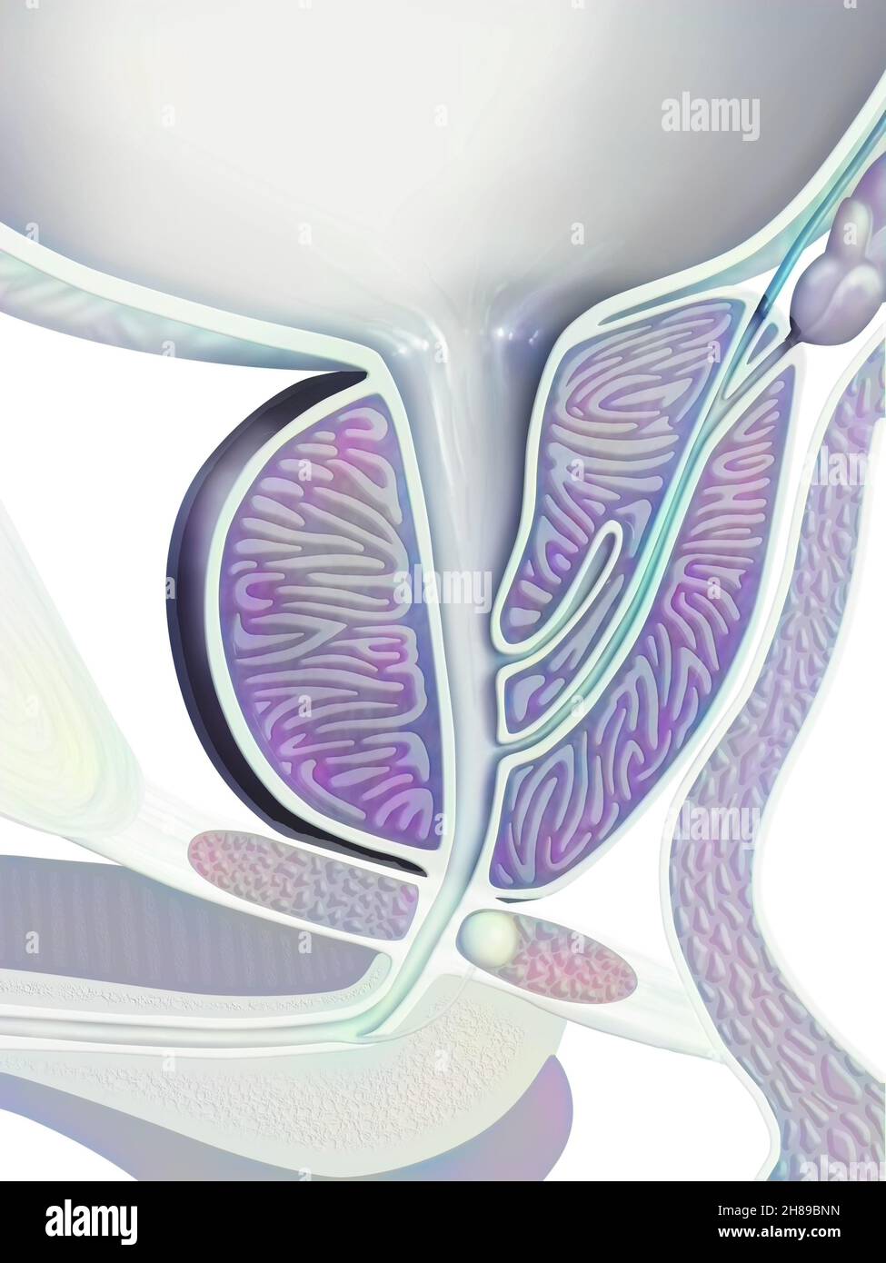 Prostata, disegno Foto Stock