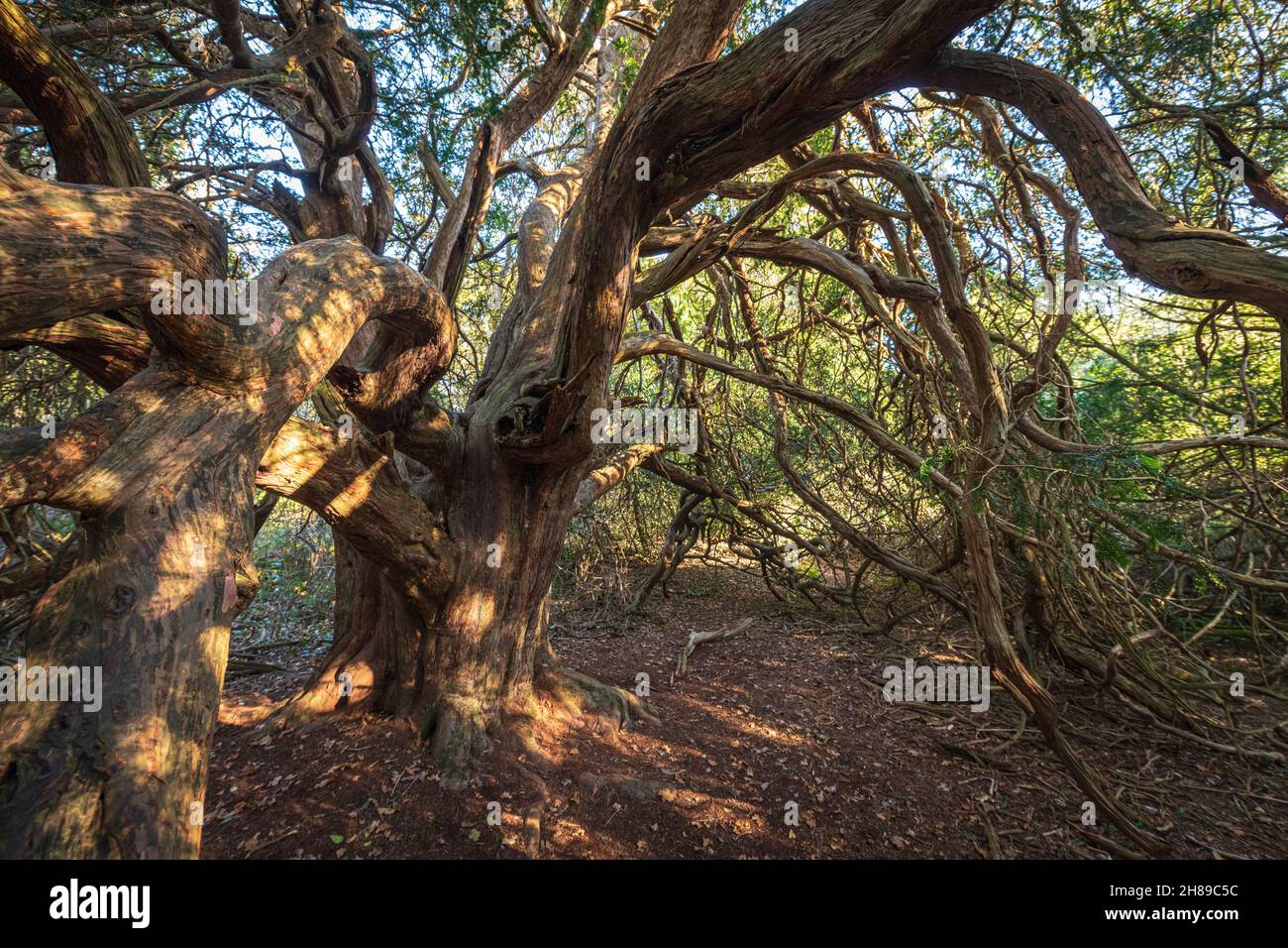 Un antico albero di Yew alla riserva naturale di Kingley vale, Sussex occidentale, Inghilterra. Foto Stock