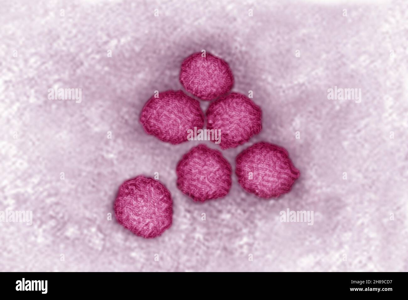 Flavivirus Foto Stock