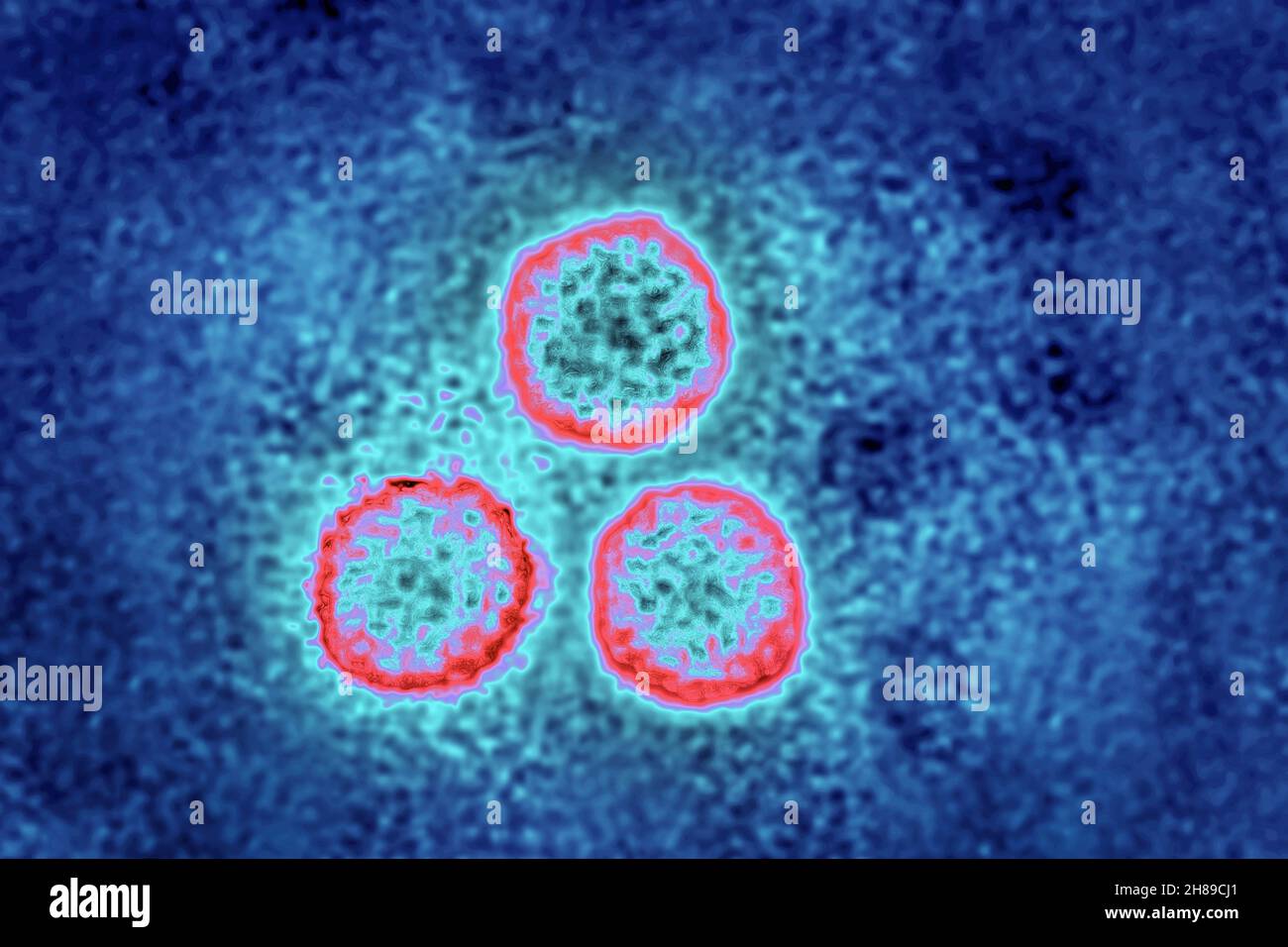 Papillomavirus Foto Stock