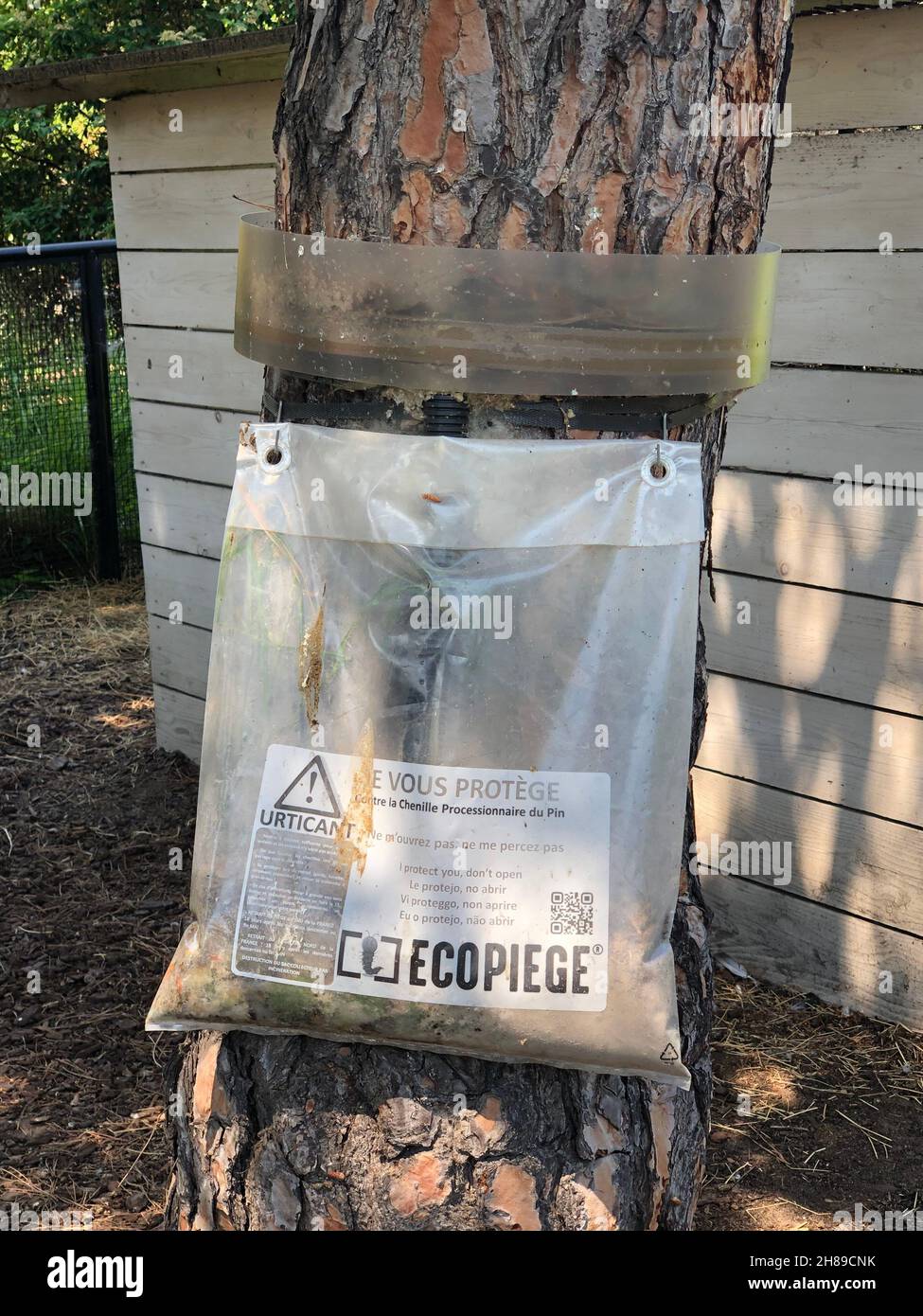 Trappola Caterpillar Foto Stock