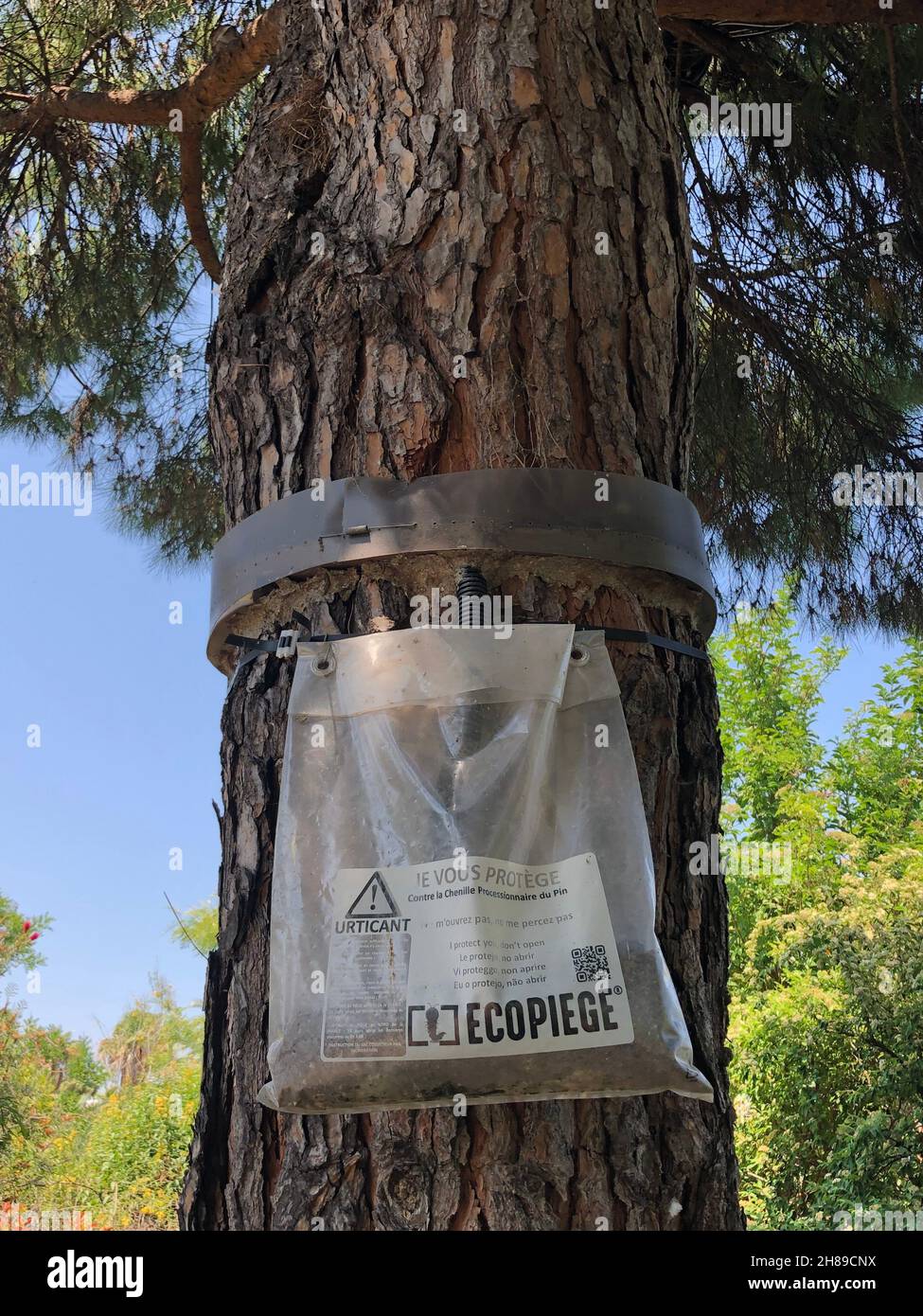 Trappola Caterpillar Foto Stock