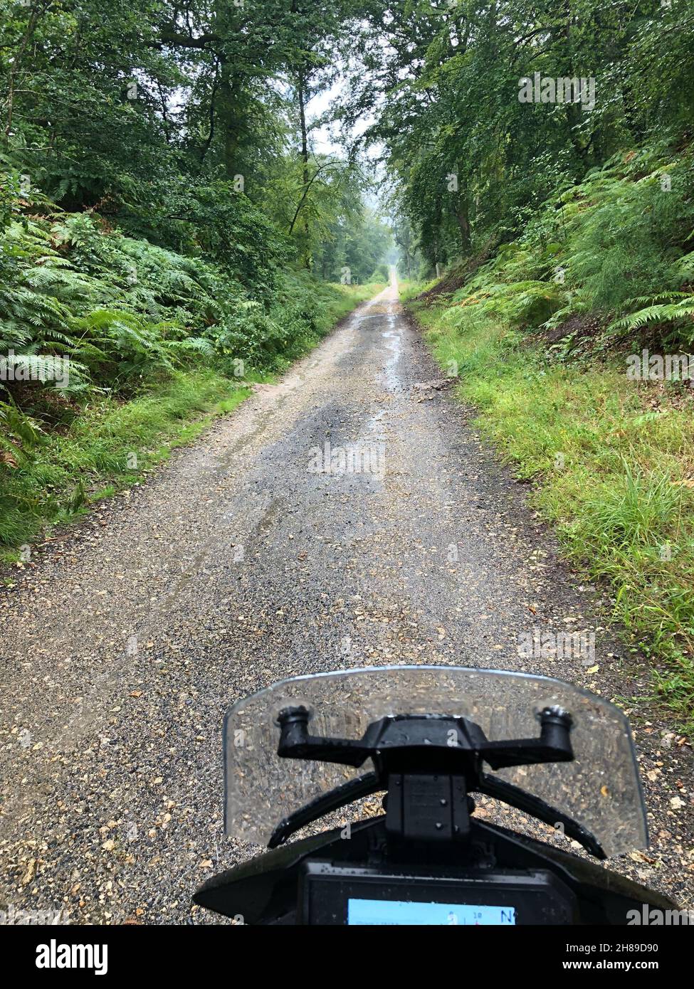 Escursioni su un sentiero forestale Foto Stock