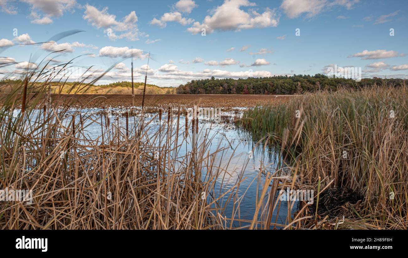 Great Meadows National Wildlife Refuge a Concord, Massachusetts Foto Stock