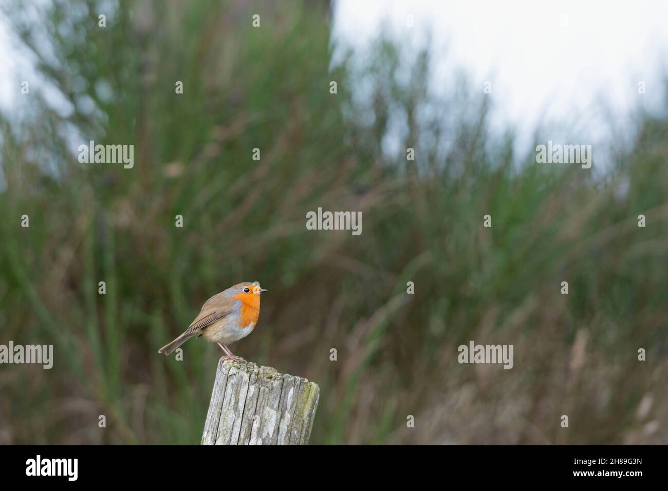 Un Robin (Erithacus rubecula) arroccato in cima a un vecchio posto di fence Foto Stock