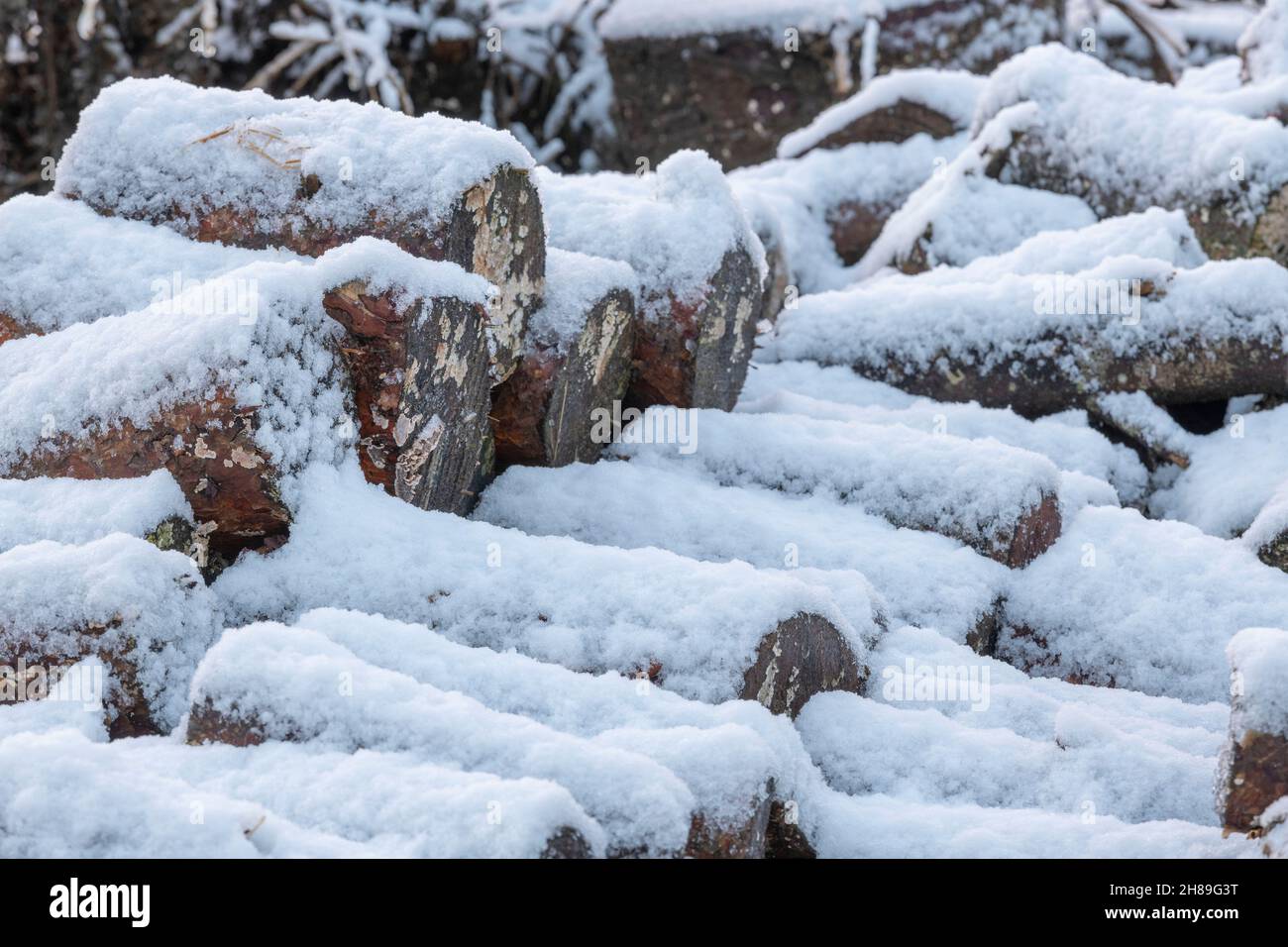 Un pile di tronchi per la legna da ardere fornisce un rifugio invernale per la fauna selvatica Foto Stock