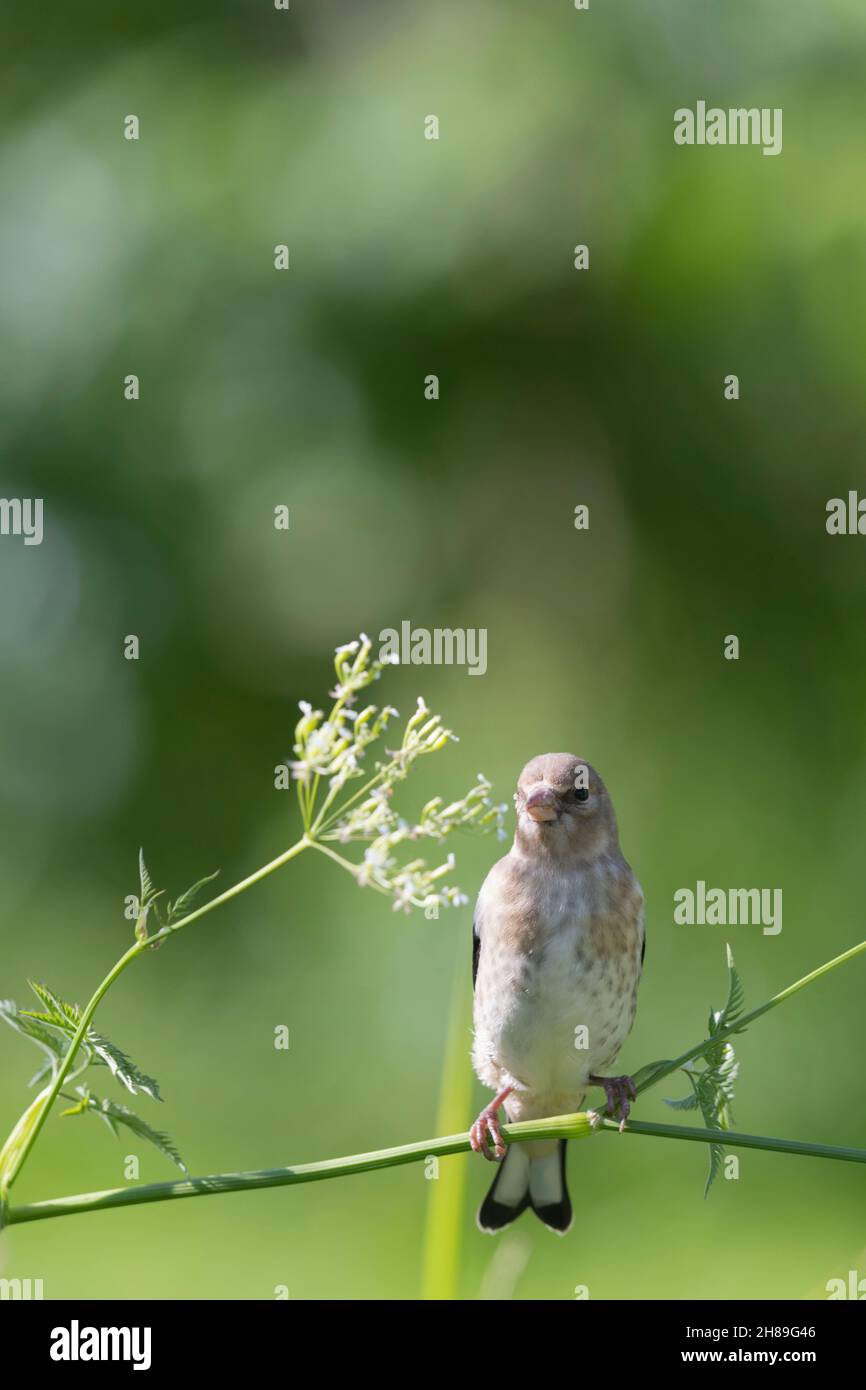 Un Goldfinch Juvenile, o Redcap, (Carduelis Carduelis) arroccato su uno stelo di prezzemolo di mucca (Anthrisco Sylvestris) Foto Stock