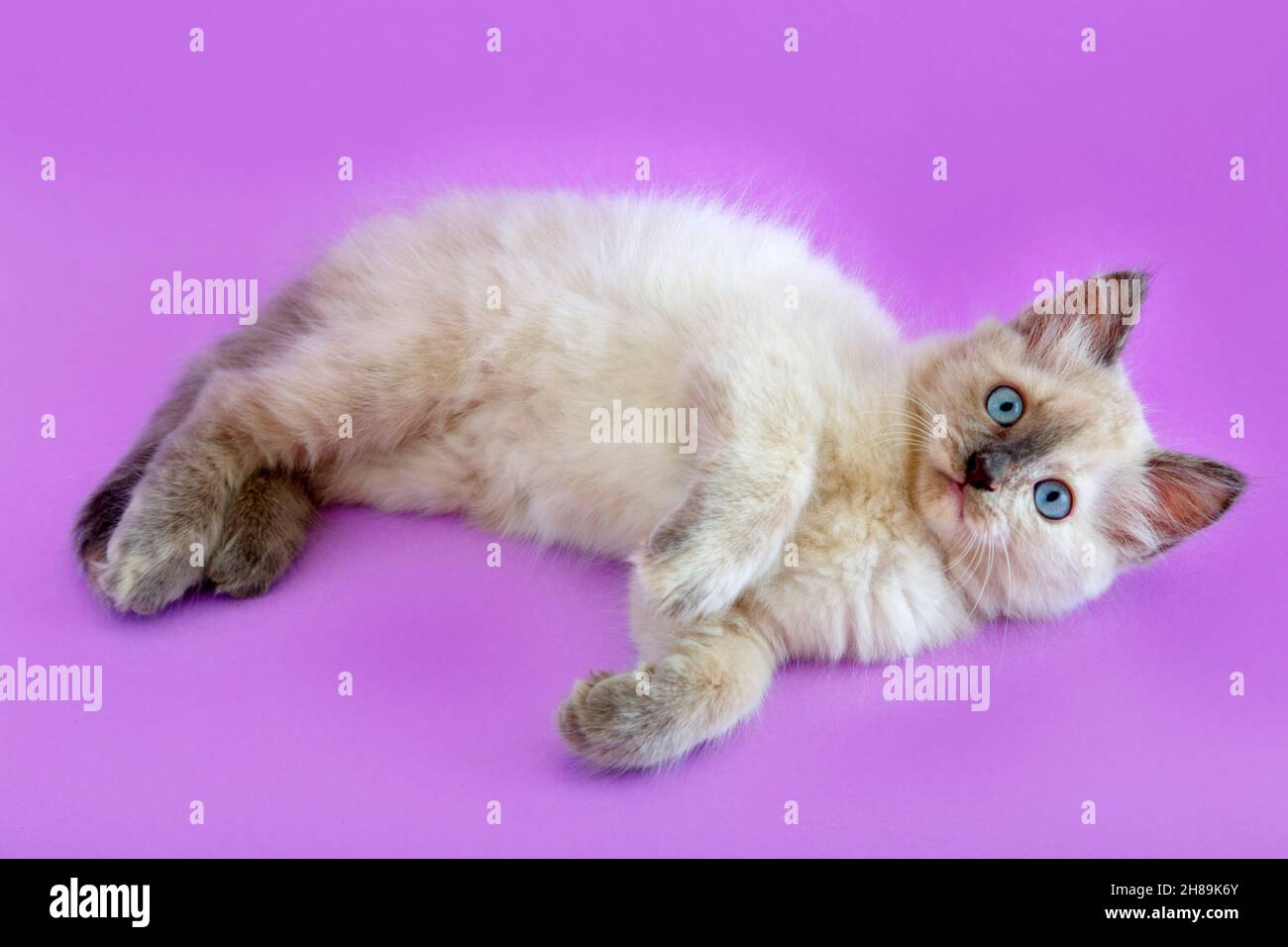 Bianco gattino soffice si trova isolato su sfondo viola. Cat guarda la telecamera con interesse. Gatto bianco animale domestico gatto con l'espressione blu sorpresa Foto Stock