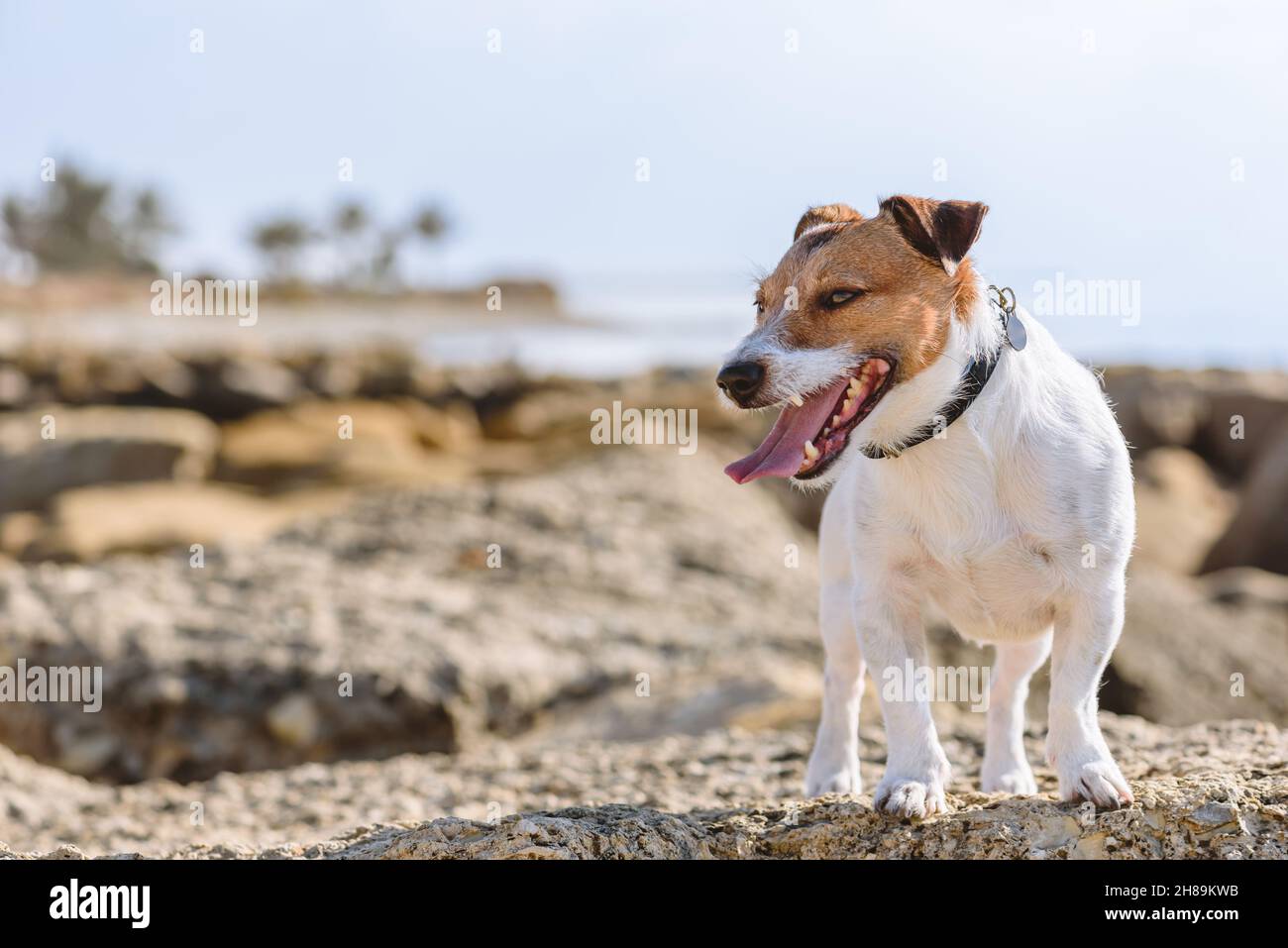 Un cane felice che cammina sulla spiaggia estiva si sente felice e soddisfatto Foto Stock