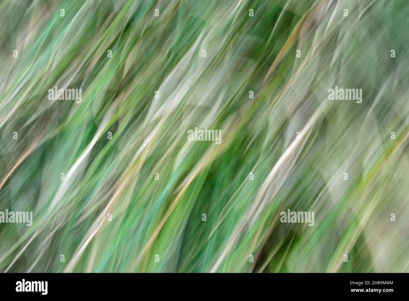 Sfocatura astratta del movimento morbido con linee diagonali sinuose di ontano di colore giallo tra le tonalità verdi di un abete (movimento intenzionale della macchina fotografica). Foto Stock