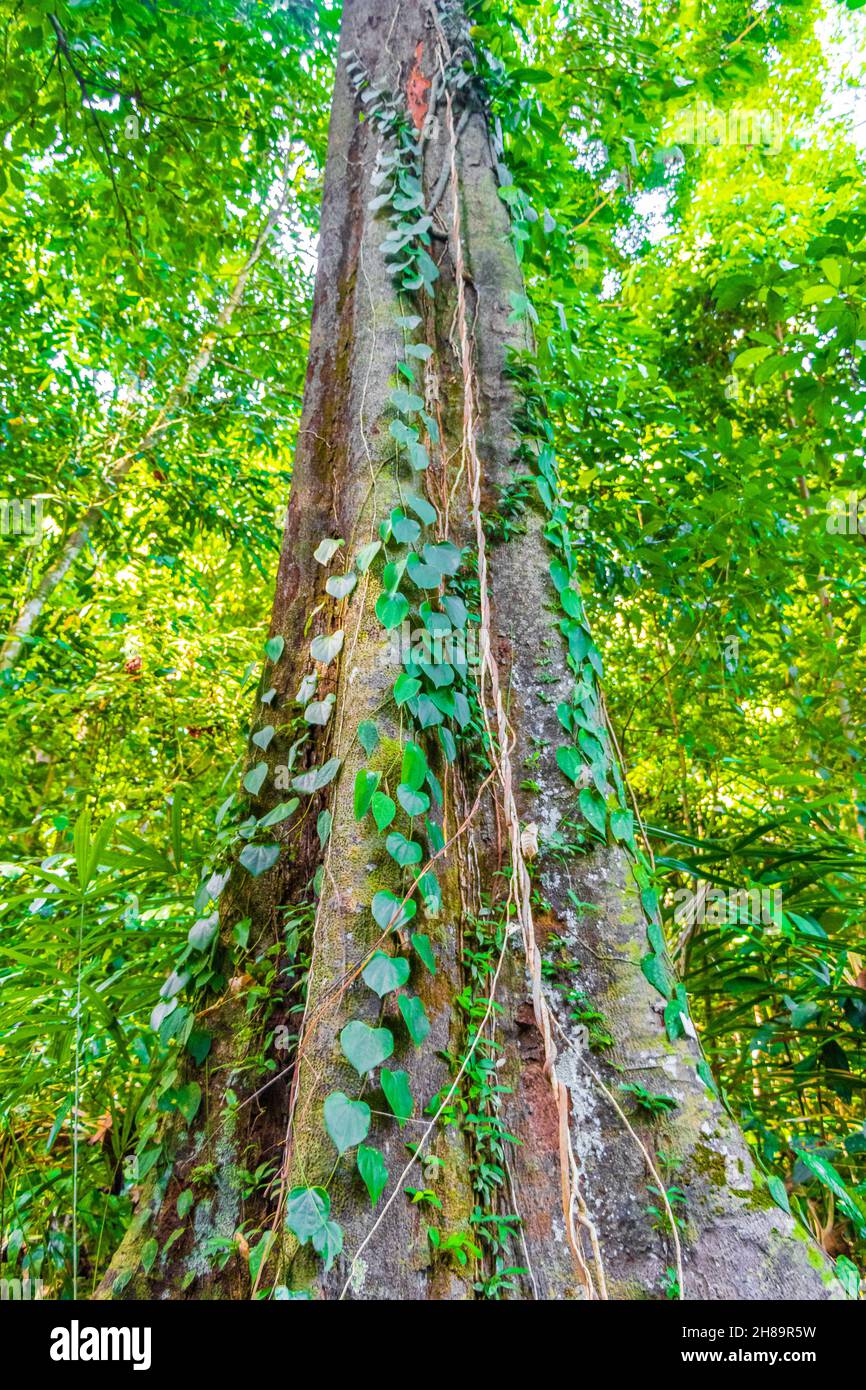 Alberi e piante nella foresta tropicale della giungla con radici fronde palme in Lam RU Lamru Nationalpark in Khao Lak Khuekkhak Takua Pa Phang-nga Thail Foto Stock