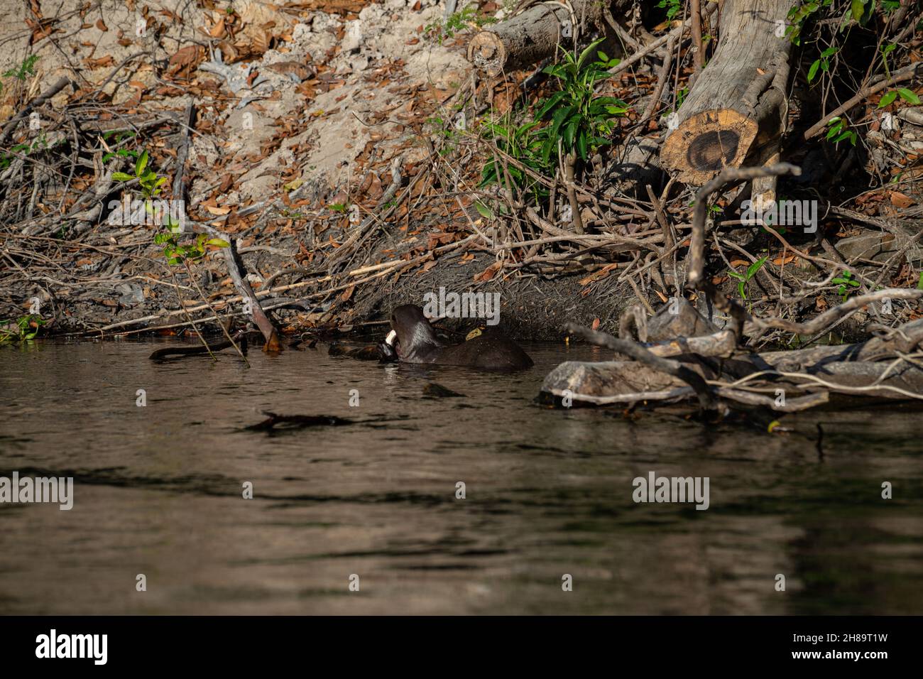 Lontre giganti che pescano nel fiume Cristalino nella parte di stato del Mato Grosso dell'Amazzonia Foto Stock
