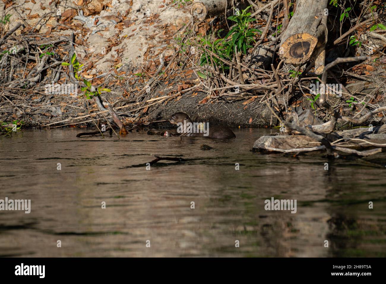 Lontre giganti che pescano nel fiume Cristalino nella parte di stato del Mato Grosso dell'Amazzonia Foto Stock