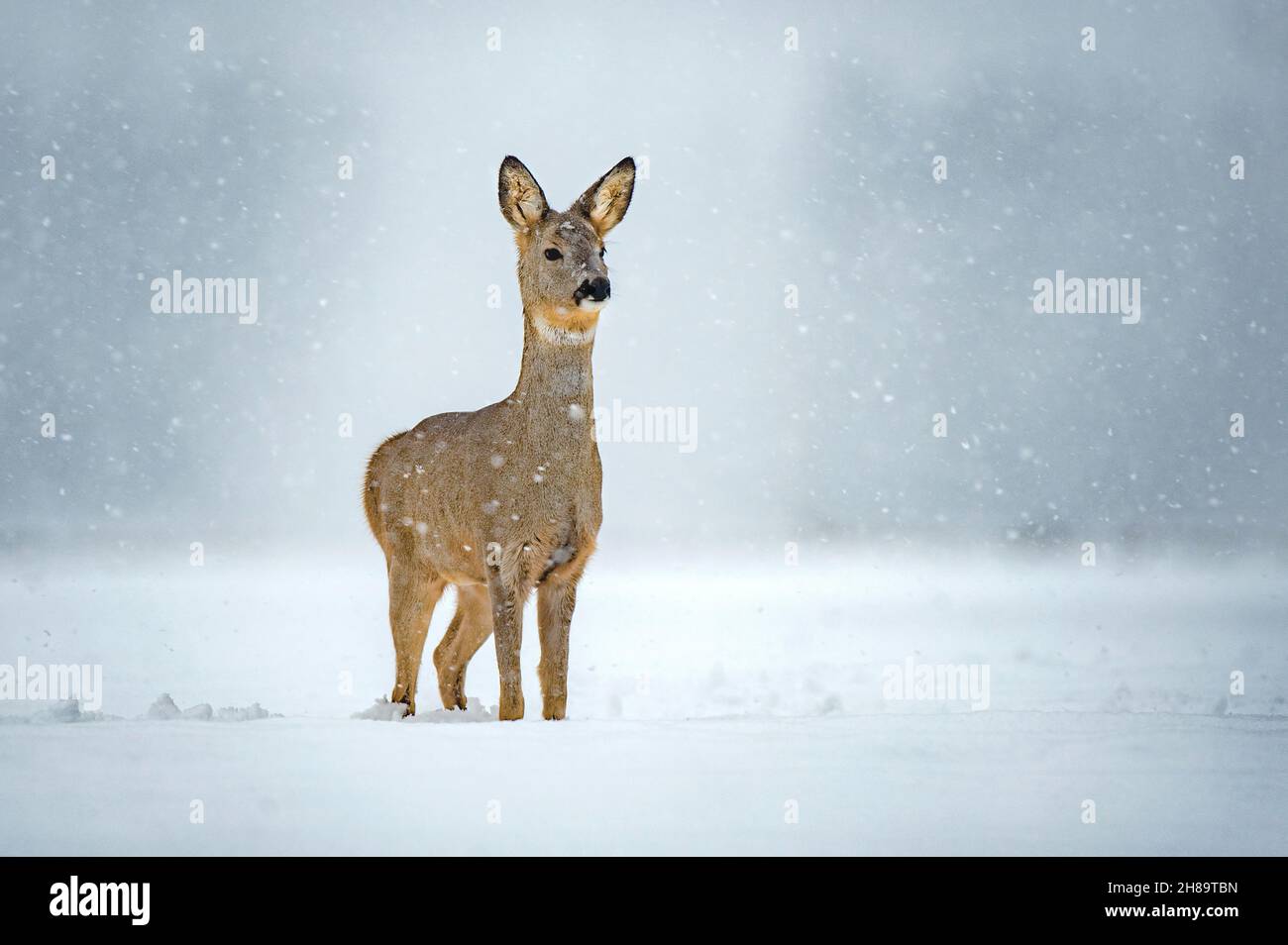 Capriolo femmina (Capreolus capreolus) in piedi in un campo innevato Foto Stock