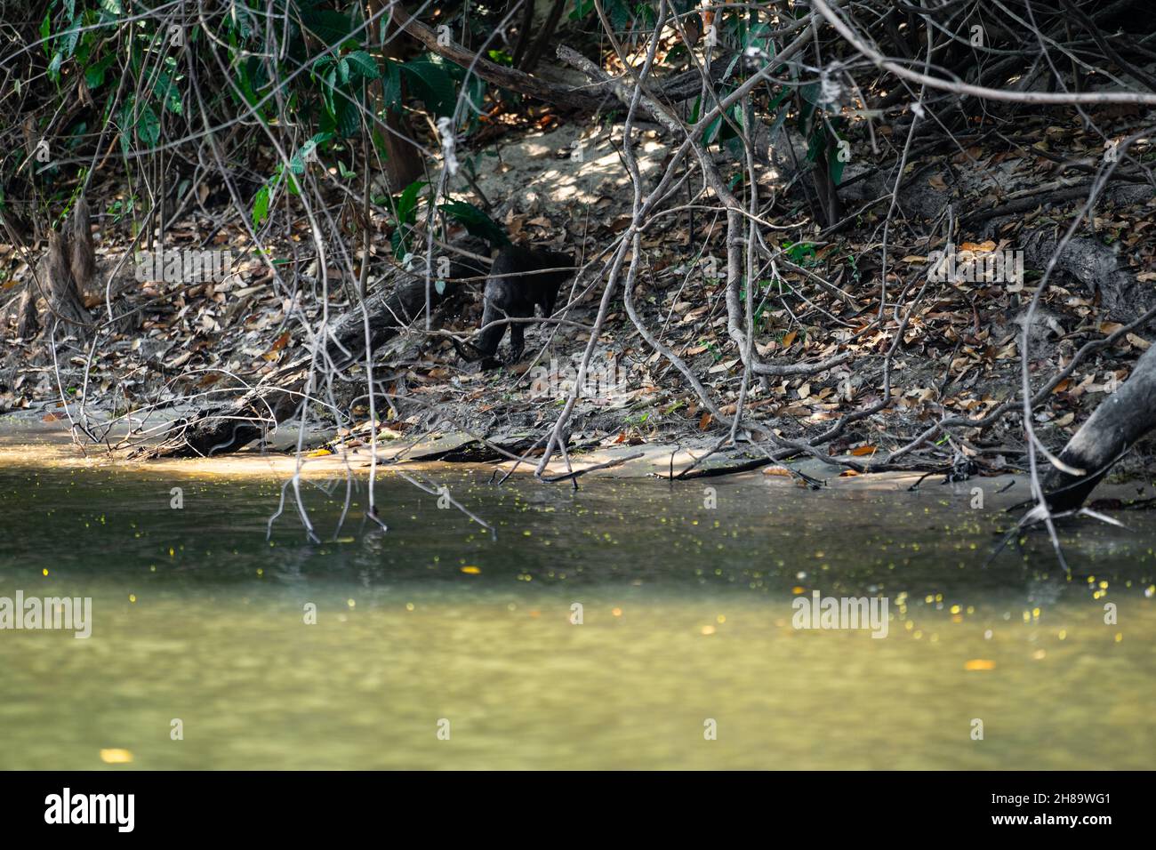 Lontre giganti che pescano nel fiume Cristalino nella parte di stato del Mato Grosso dell'Amazzonia Foto Stock