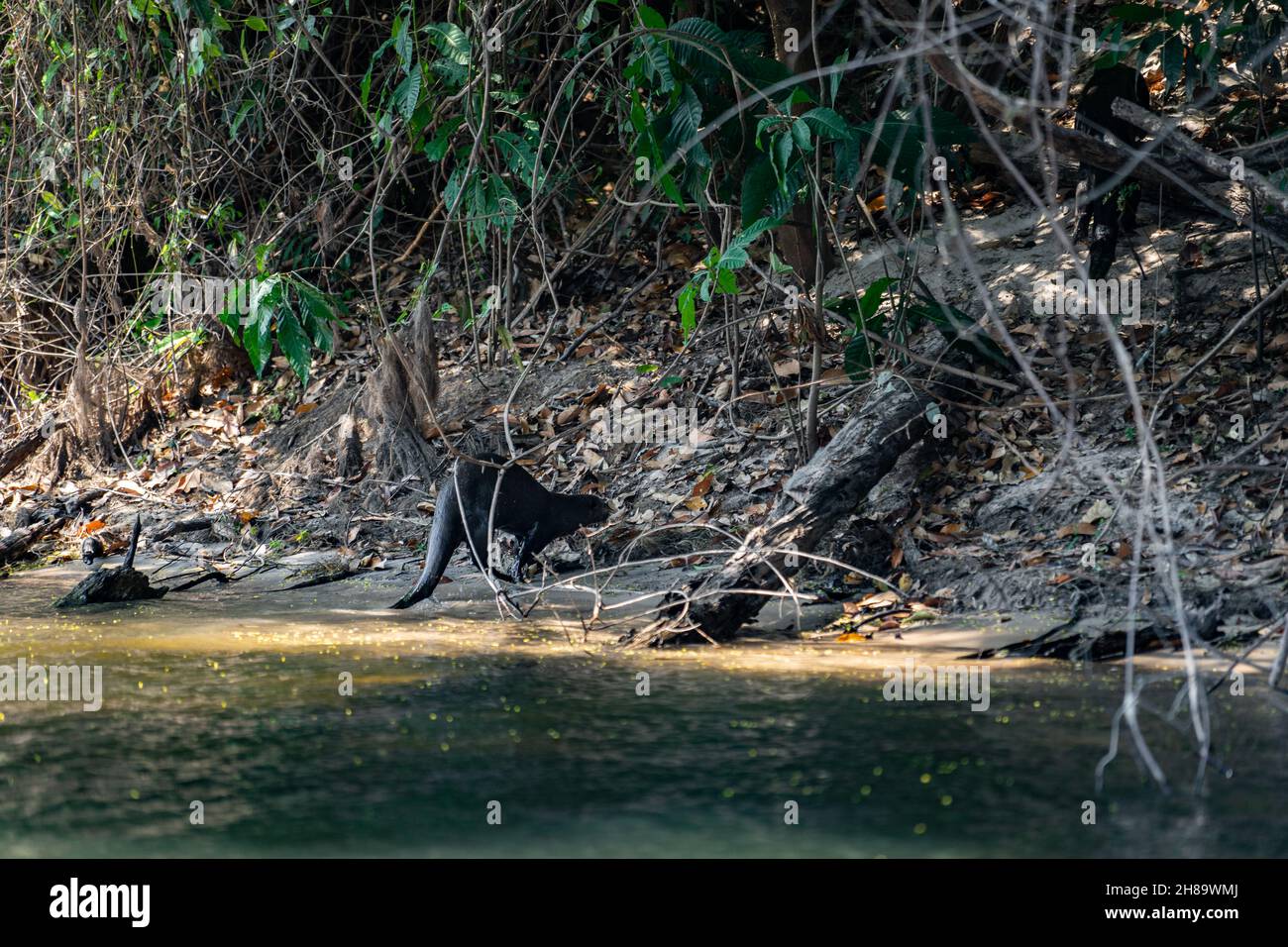 Lontre giganti che pescano nel fiume Cristalino nella parte di stato del Mato Grosso dell'Amazzonia Foto Stock