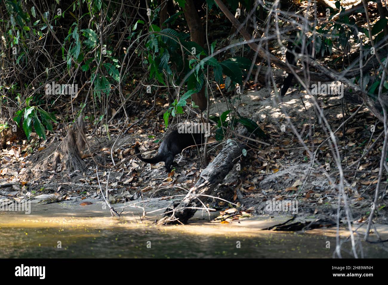Lontre giganti che pescano nel fiume Cristalino nella parte di stato del Mato Grosso dell'Amazzonia Foto Stock