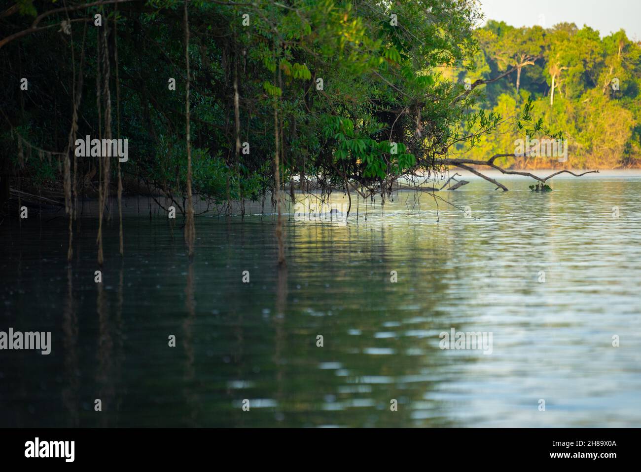 Lontre giganti che pescano nel fiume Cristalino nella parte di stato del Mato Grosso dell'Amazzonia Foto Stock