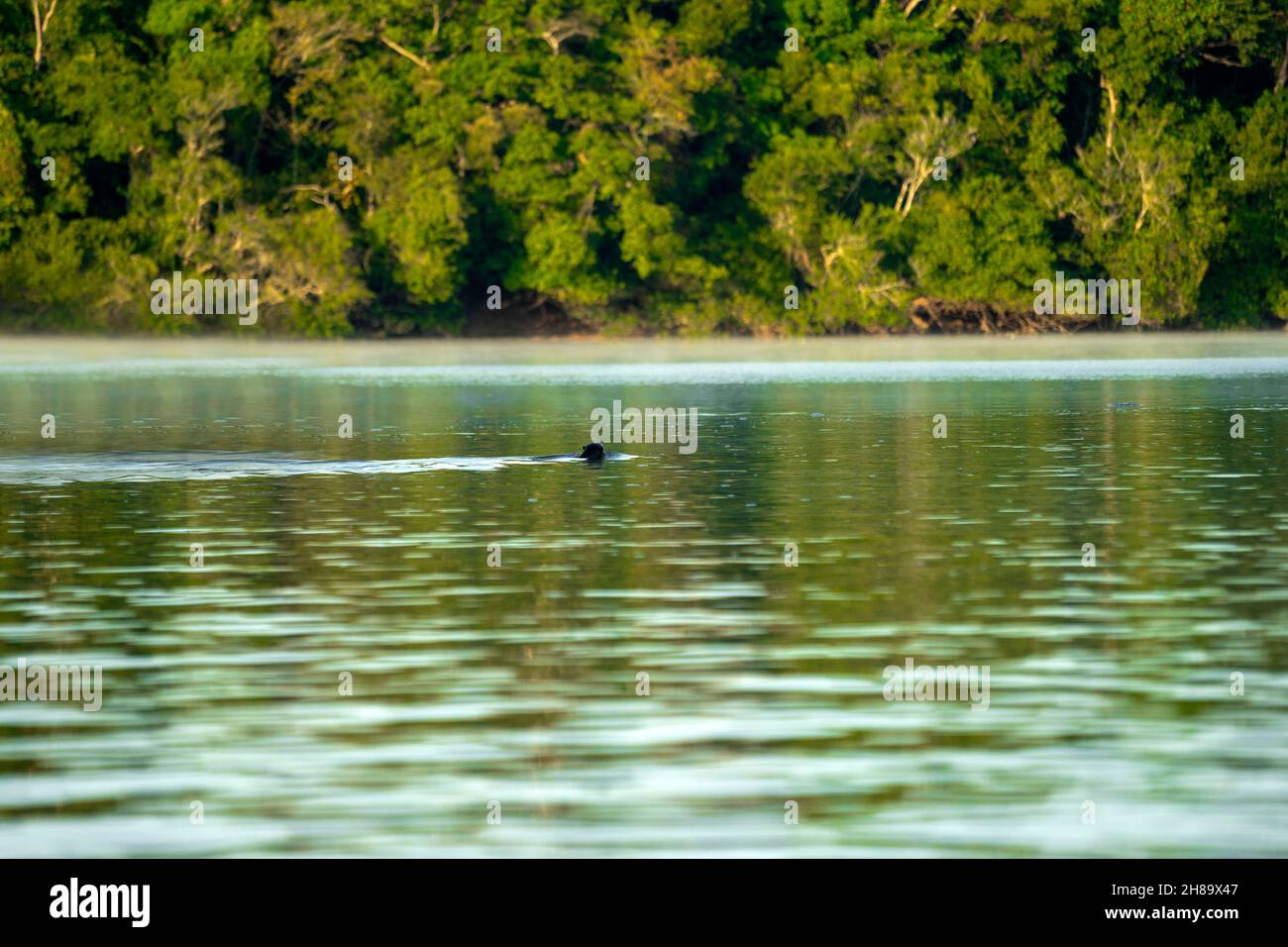 Lontre giganti che pescano nel fiume Cristalino nella parte di stato del Mato Grosso dell'Amazzonia Foto Stock