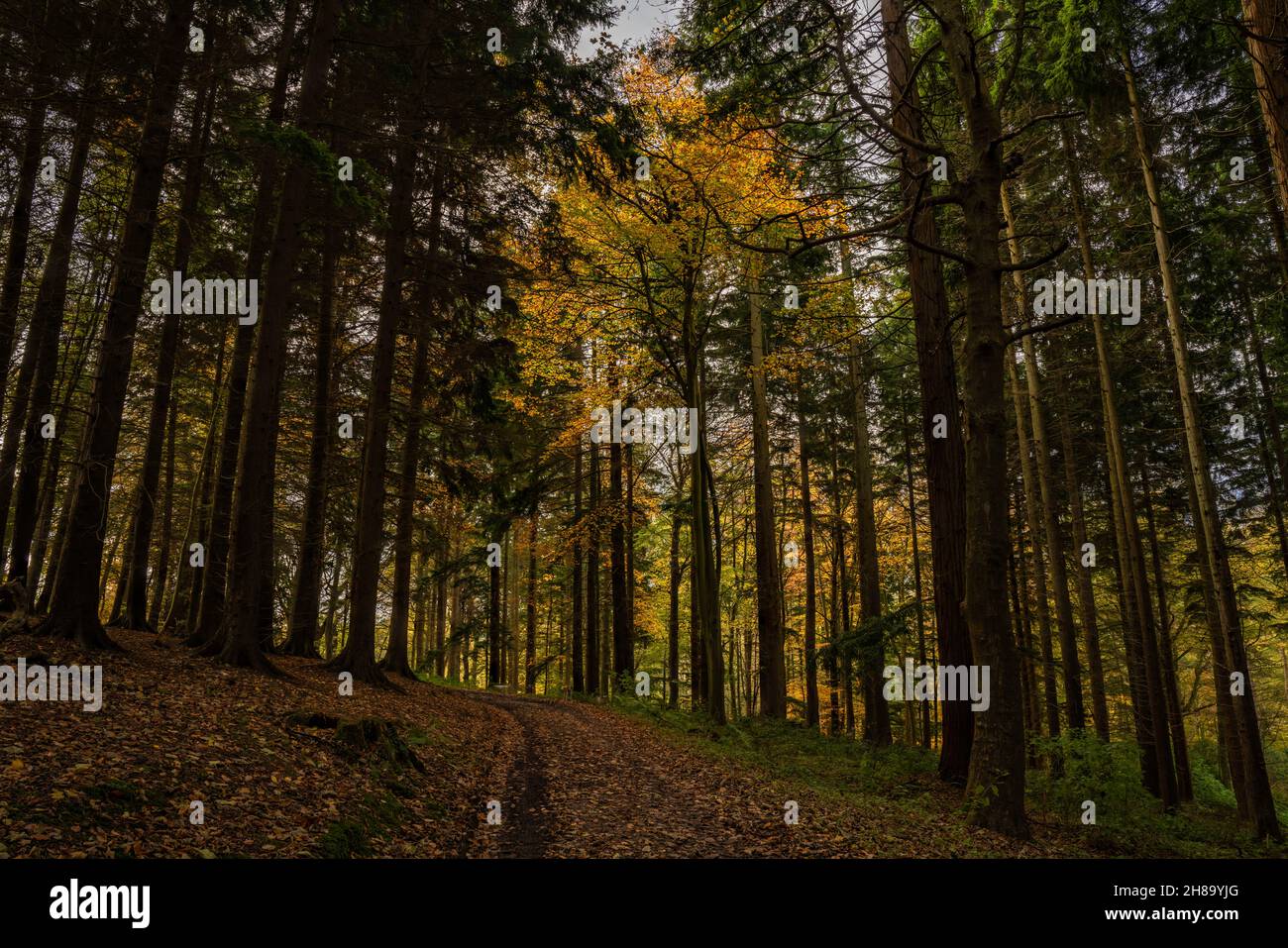 Percorso attraverso boschi di Gwysaney con stoilage dorato degli alberi decidui tra i pini in autunno Foto Stock