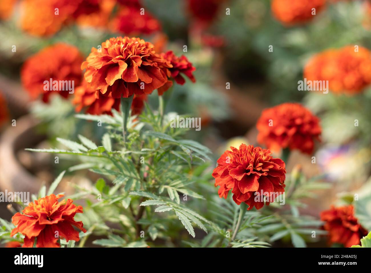 Marroni o marroni marigold Genda Phool. Fiore luminoso in fiore alla luce del giorno su foglie verde sfocate sfondo Foto Stock