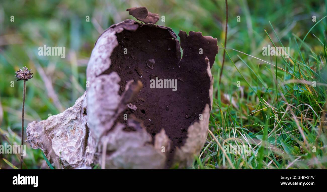 Enorme palla di funghi funghi (Lycoperdon perlatum) dopo il rilascio di spore Foto Stock