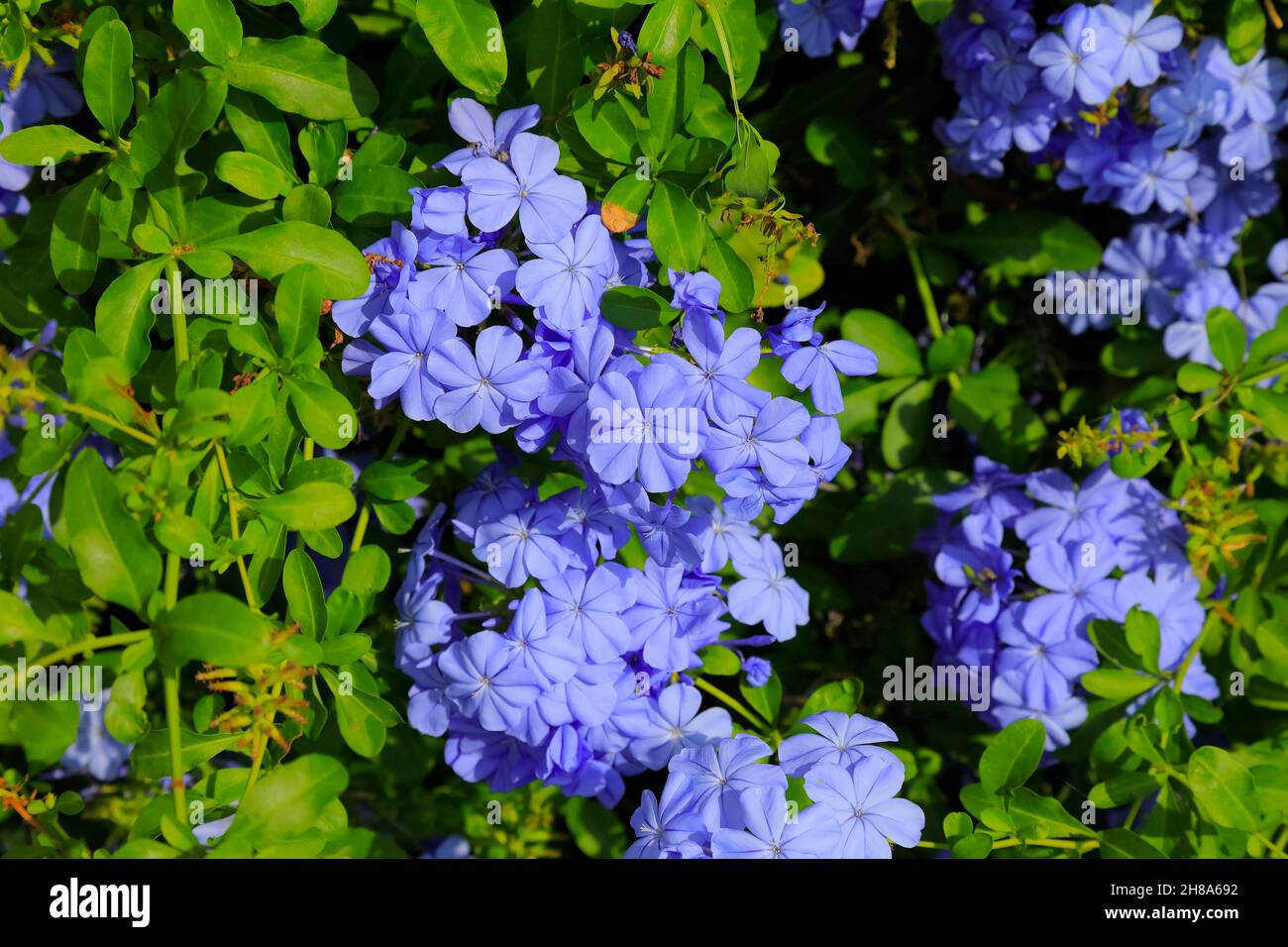 Fiori di plumbago blu circondati dalle loro foglie verdi Foto Stock