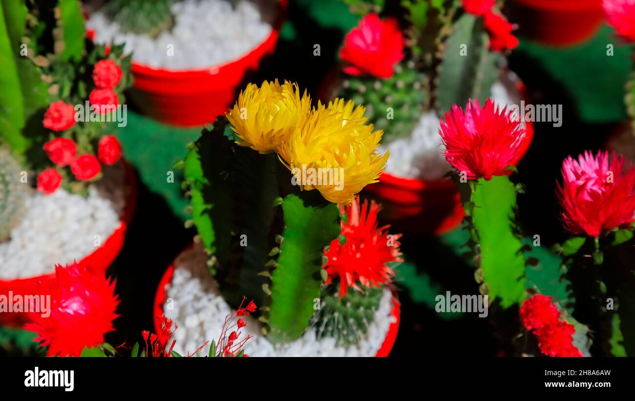 Cactus con fiori colorati sono messi in vendita in pentole rosse Foto Stock