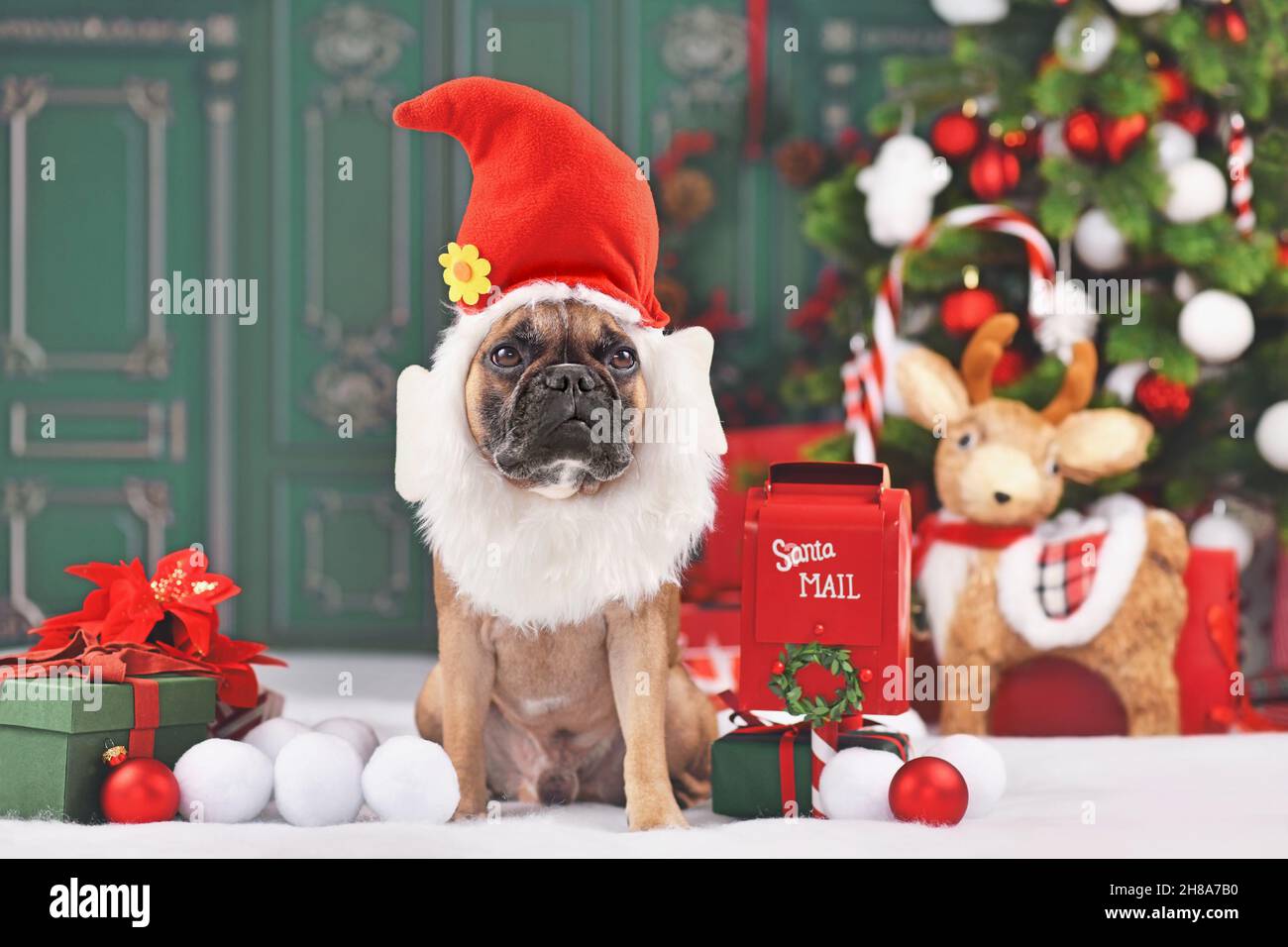 Cane Bulldog francese con simpatico costume di elfo di Natale seduto di fronte all'albero decorato Foto Stock