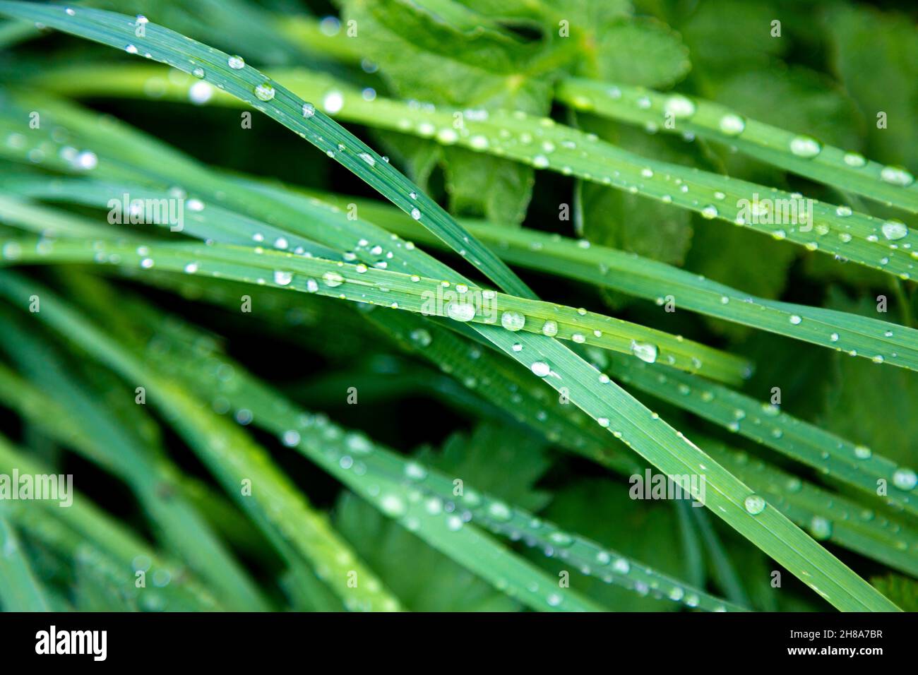 Lame per erba con gocce di pioggia sulla superficie Foto Stock