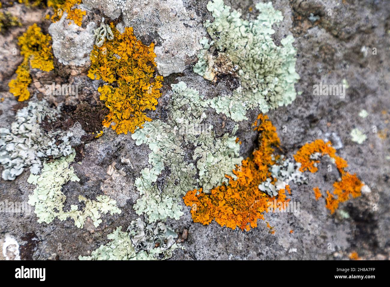 Il verde chiaro e il lichene arancione coprono una roccia a Corwnall, Penwith Peninsula, Regno Unito Foto Stock