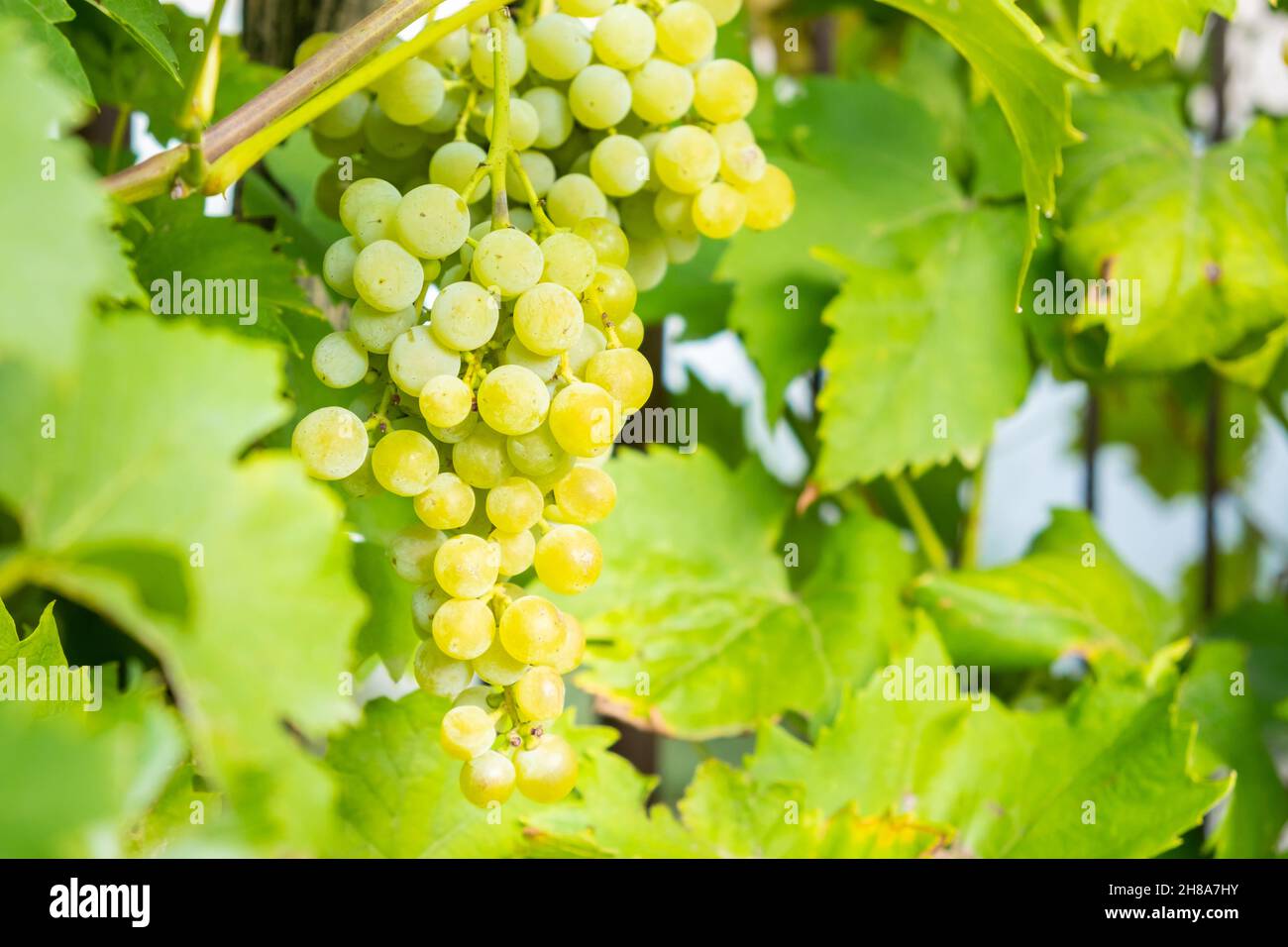 Mature grappoli di uva bianca su un vigneto in estate. Buona raccolta per la produzione di prosecco o spumante. Foto Stock