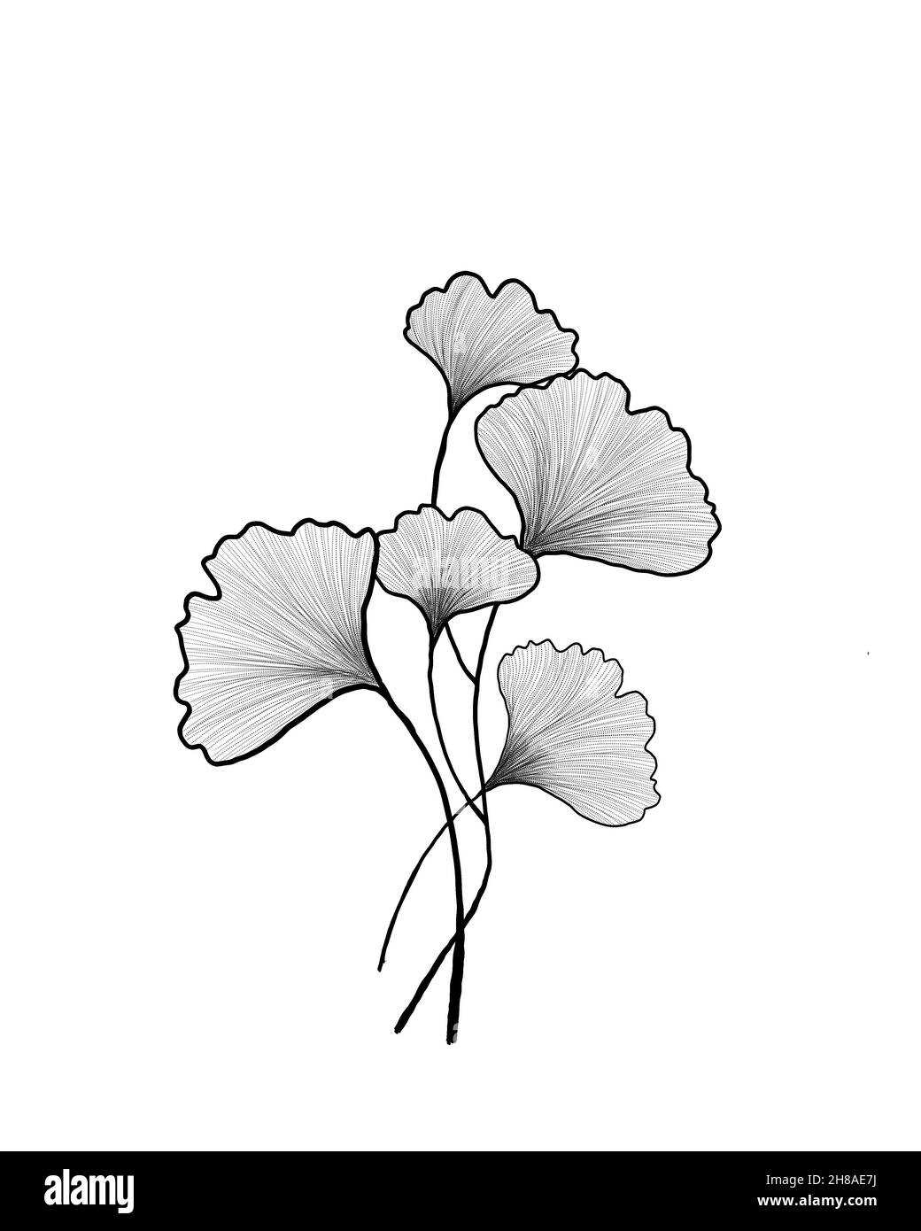 Foglia di ginkgo imbutita a mano. Contorno foglia di ginkgo. Esotico floreale lasciare illustrazione per il tuo design. Foto Stock