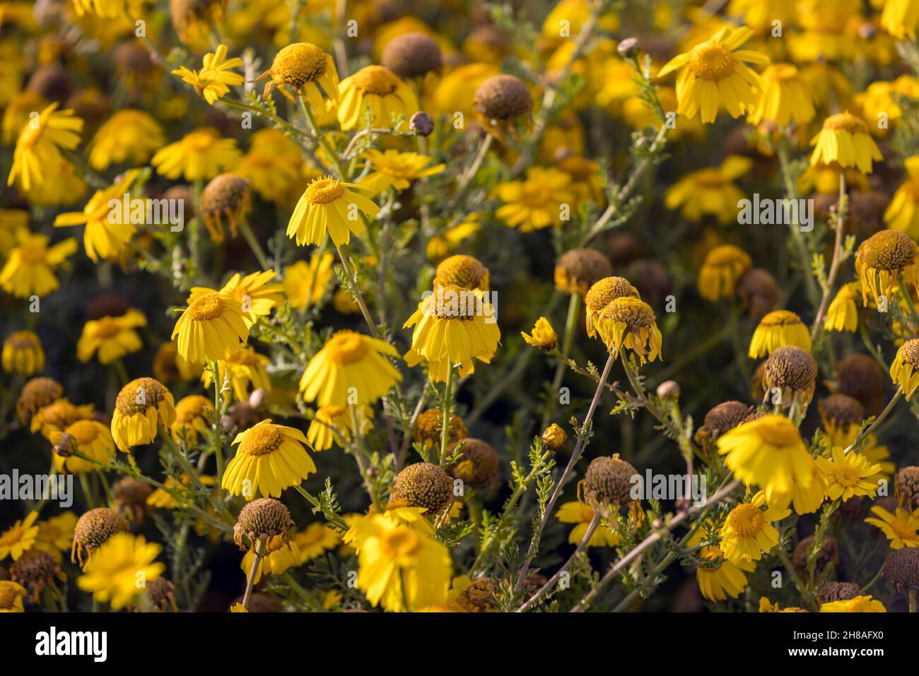 Vista dall'alto in basso di molti fiori selvatici gialli in un campo Foto Stock
