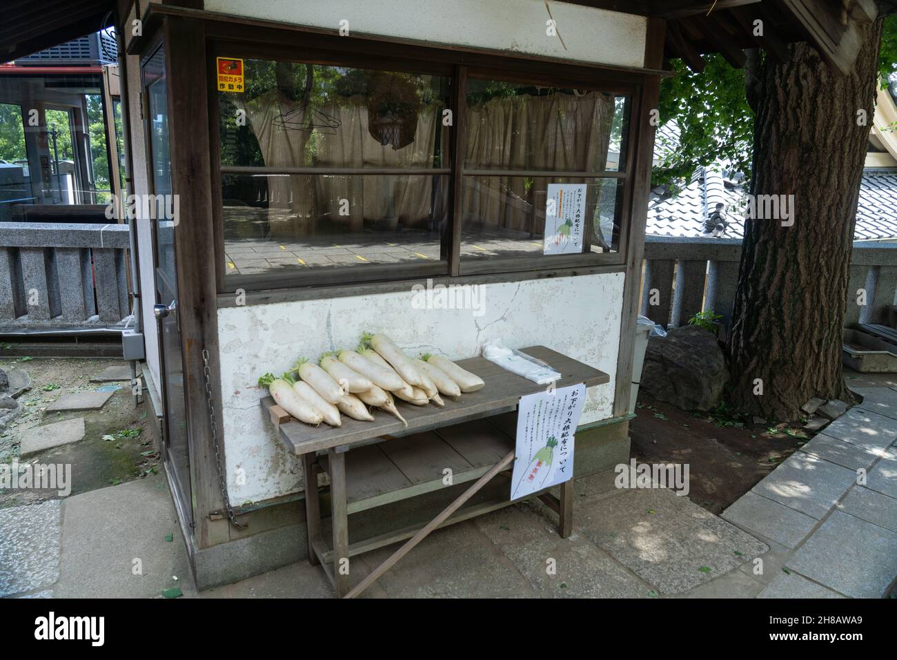 Il daikon giapponese irradia per chiunque abbia bisogno di cibo al Tempio di Honryuin, un santuario buddista dedicato al dio Kangiten ad Asakusa, Tokyo, Giappone. I daikon sono considerati un simbolo di purezza, salute e armonia e sono offerti in preghiera. Foto Stock