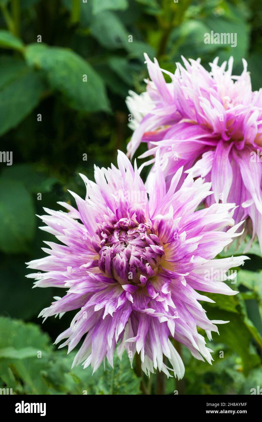 Primo piano di Dahlia Table Dancer un lilla e punta bianca fimbraliata fioritura dahlia contro uno sfondo verde un gelo tenero deciduo perenne Foto Stock