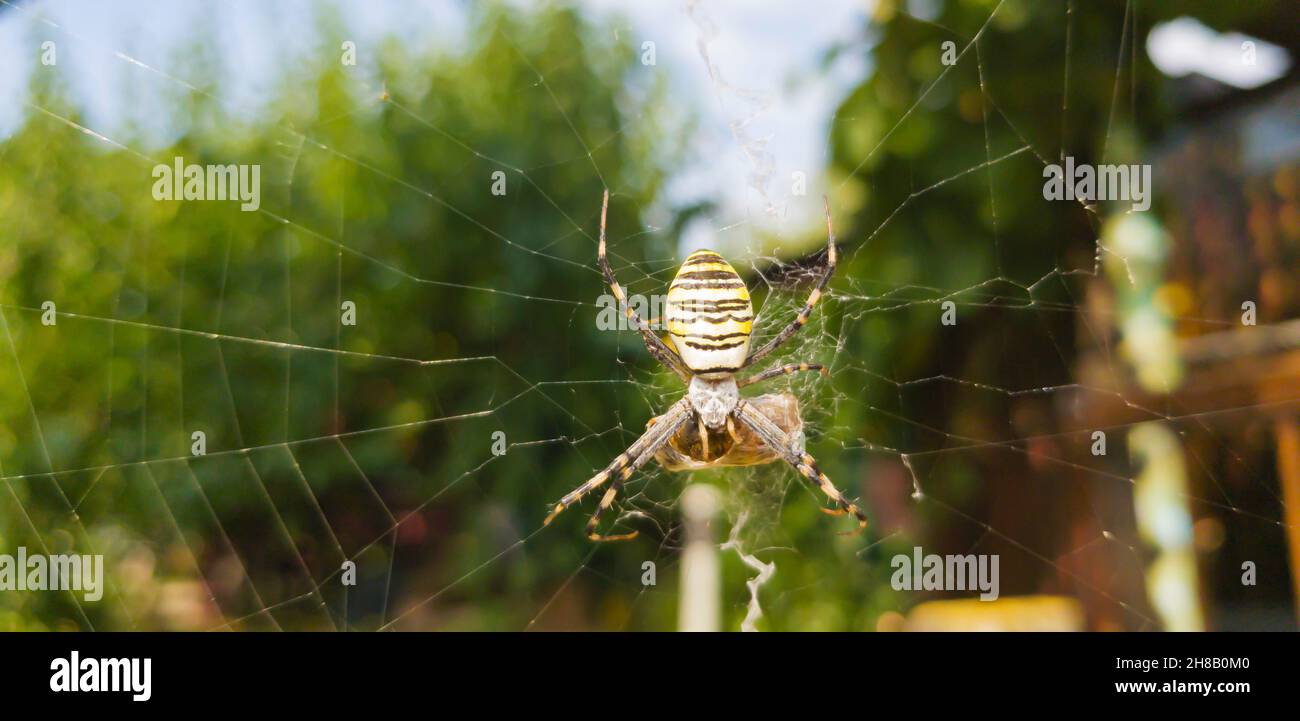 Il ragno da giardino a strisce nere e gialle Argiope si siede su un ragno con la sua preda. Primo piano. Nessuna gente. Foto di alta qualità Foto Stock