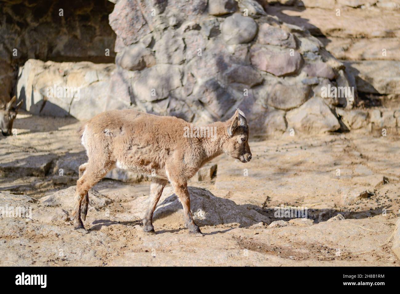 Una capra giovane di montagna. Foto Stock