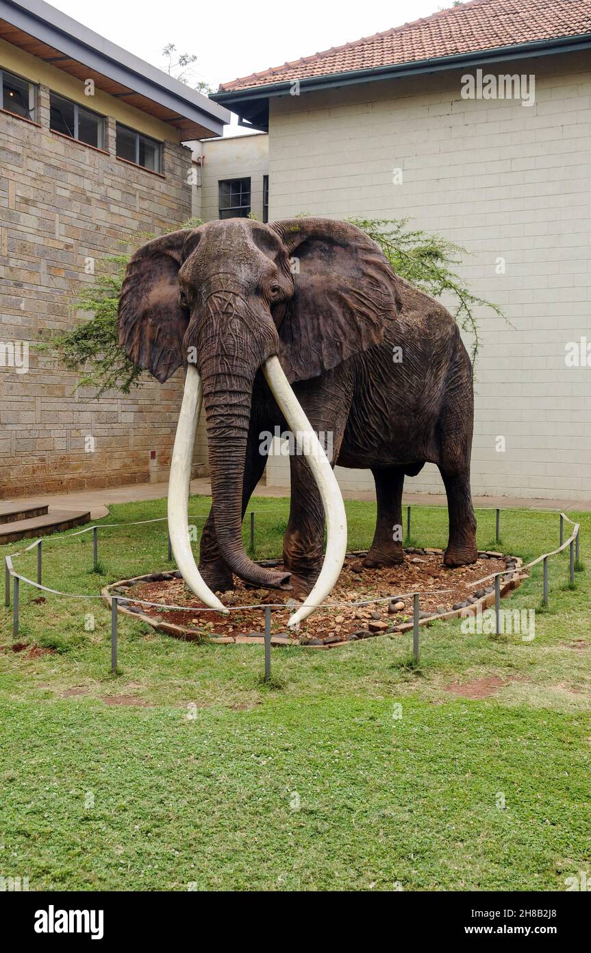 Ahmed l'elefante, l'unico animale al mondo mai protetto da un Decreto Presidenziale Foto Stock