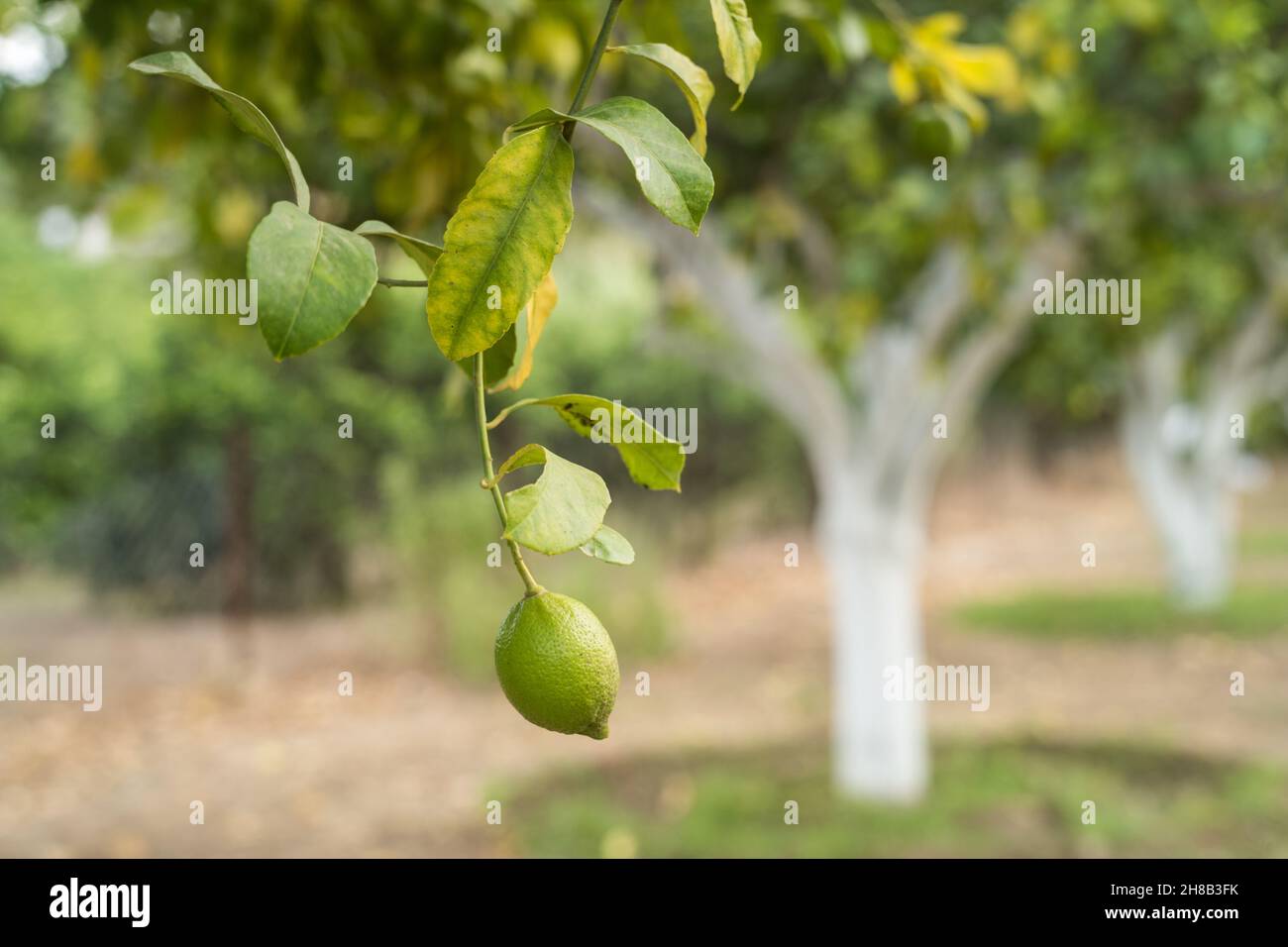 Limone coltivato in frutteto Foto Stock