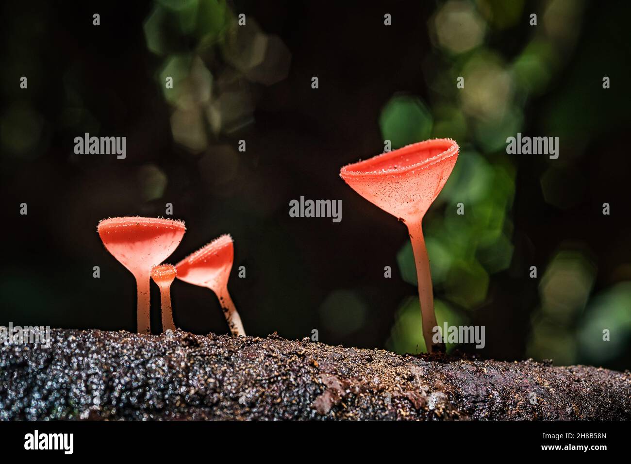 Funghi arancio (Cookeina sulcipes) su legno di decadimento, nella foresta pluviale. Foto Stock