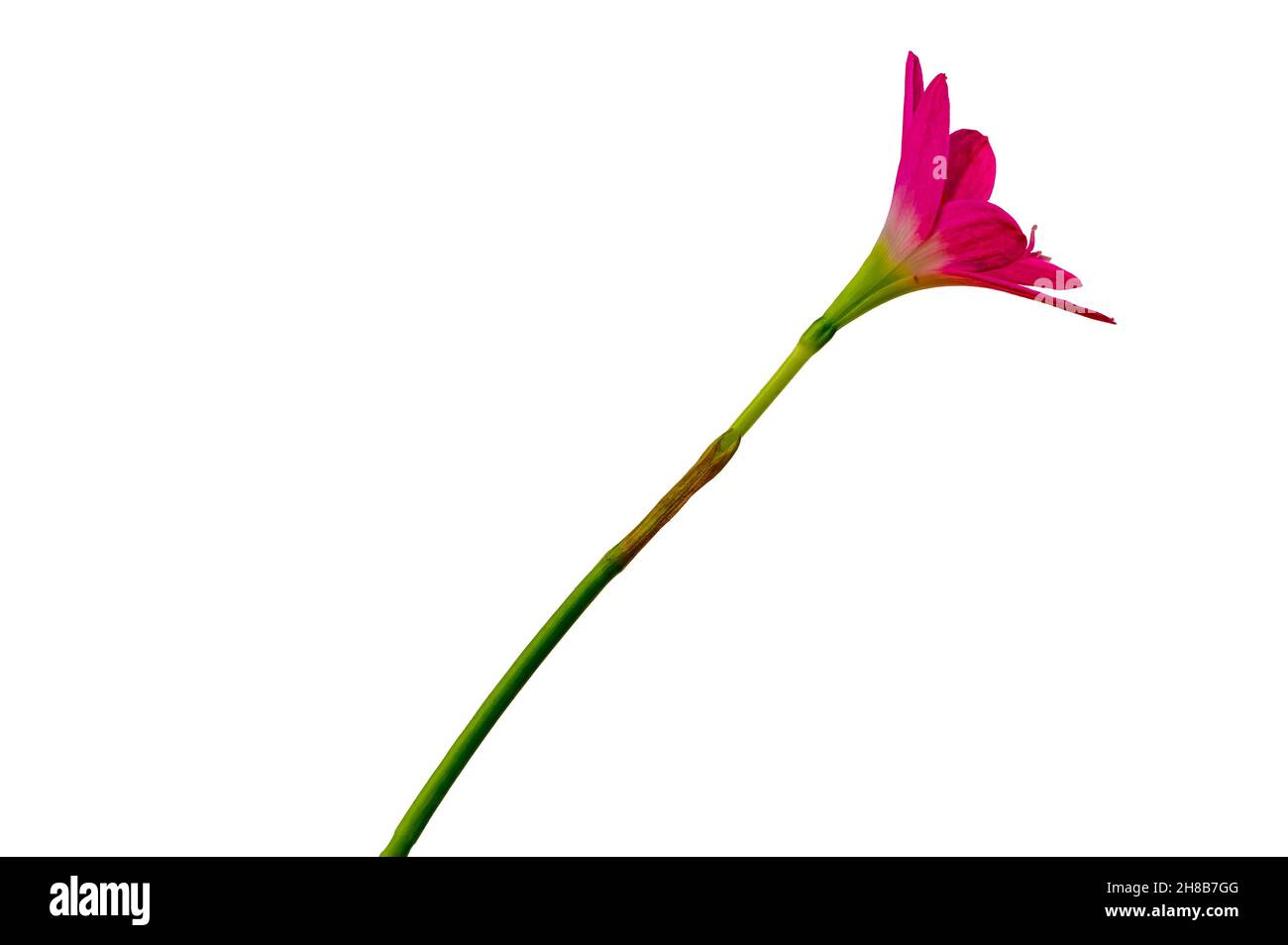 Un fiore di giglio rosa con gambo verde, isolato su sfondo bianco, elementi naturali Foto Stock